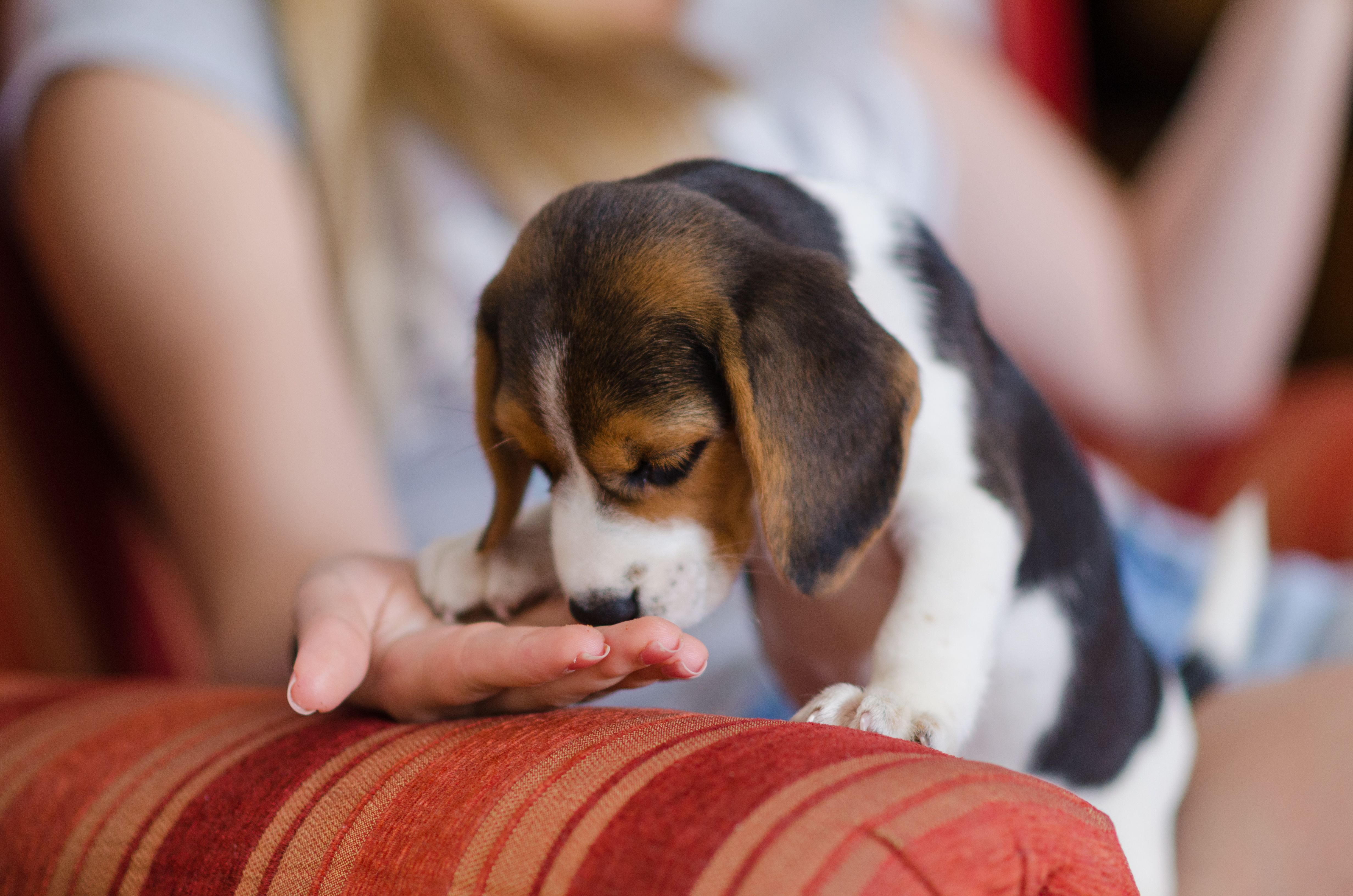 Woman feeding little beagle puppy
