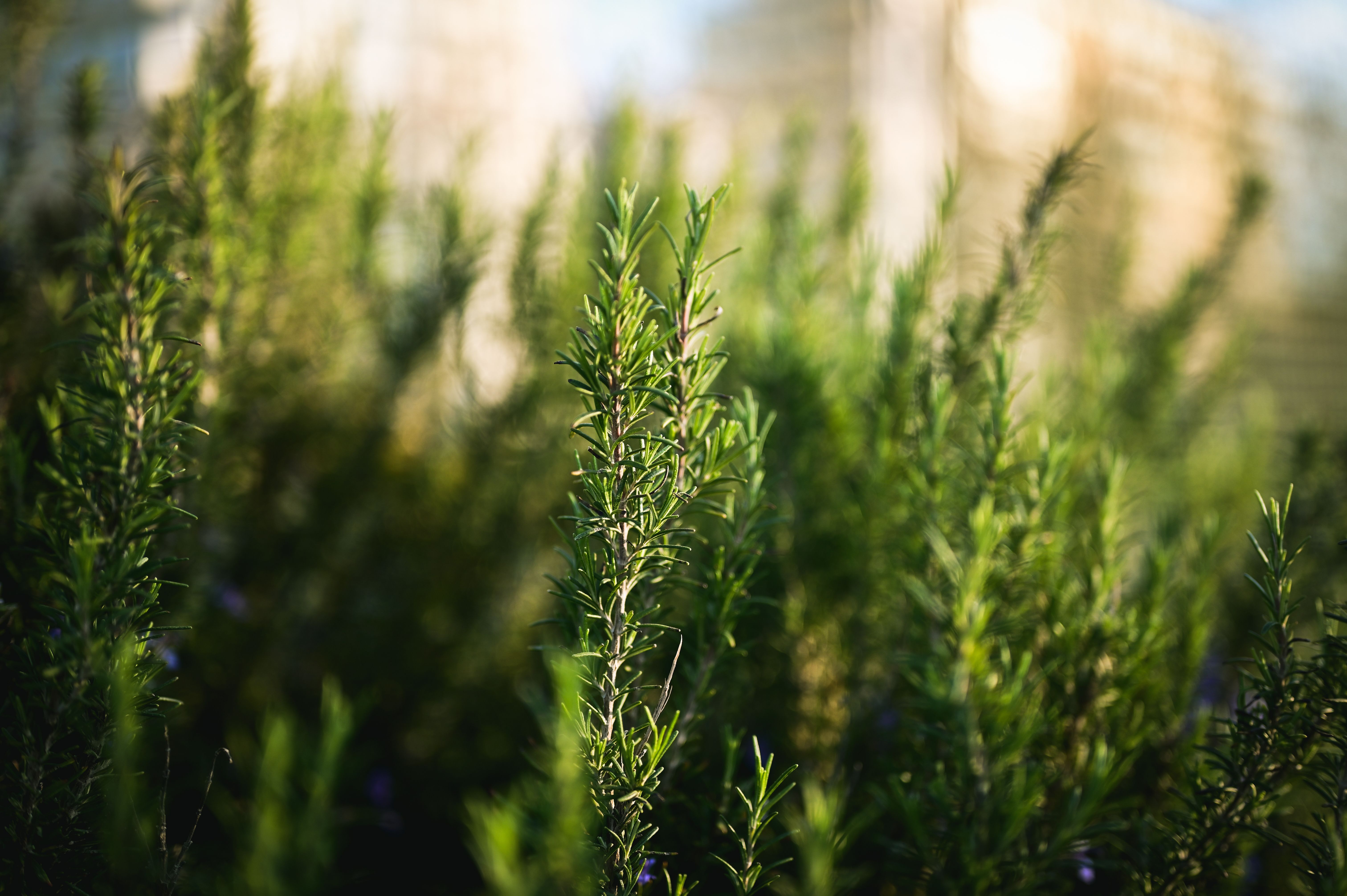 herb garden sunlight