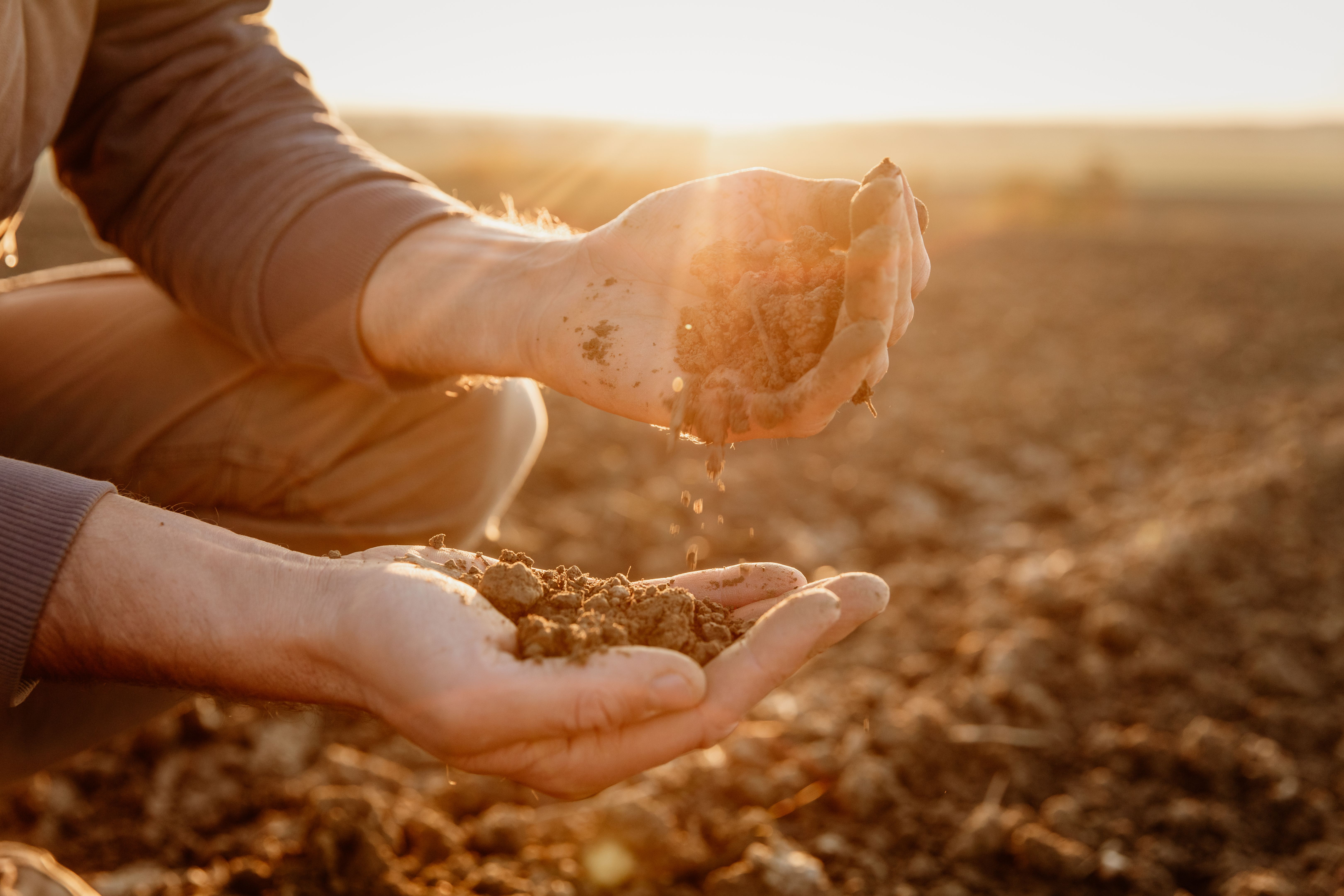 farmer inspecting plants