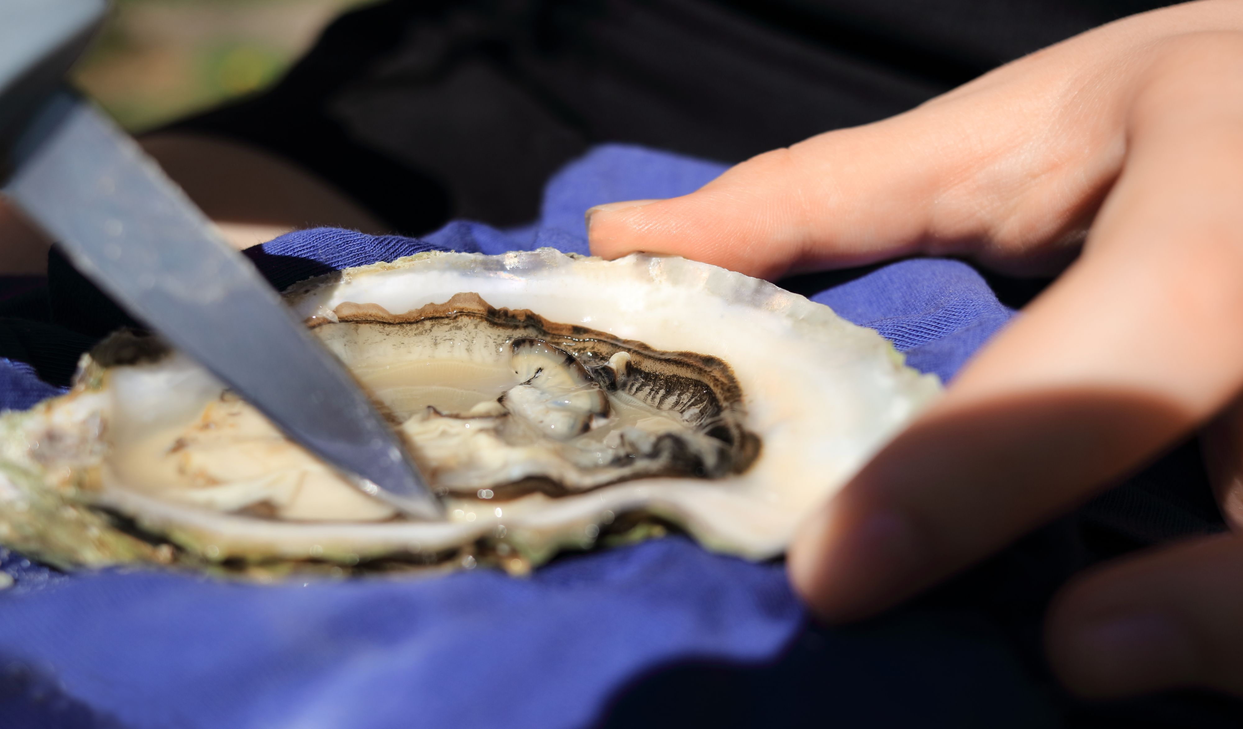 shucking competition