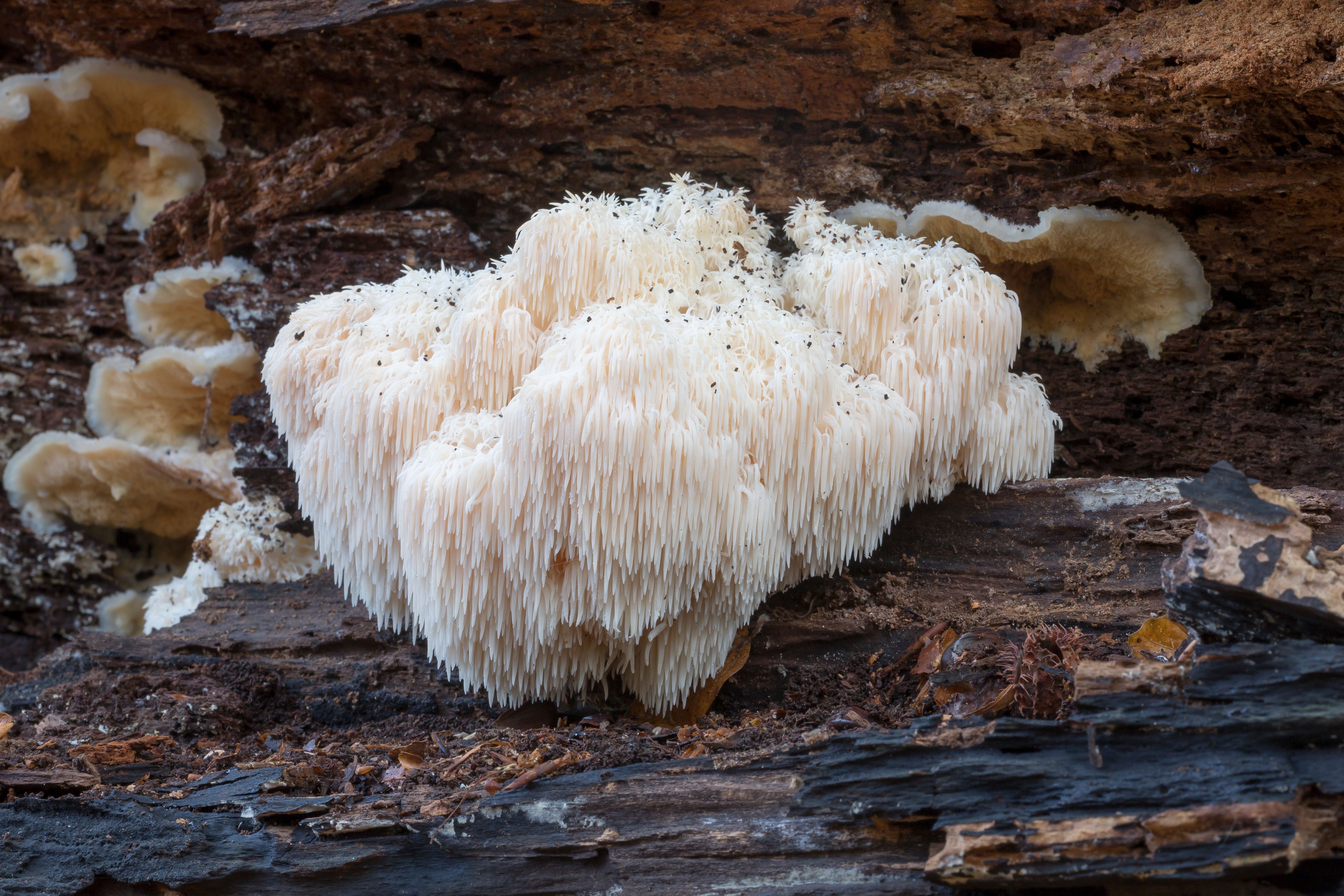 lion's mane mushroom