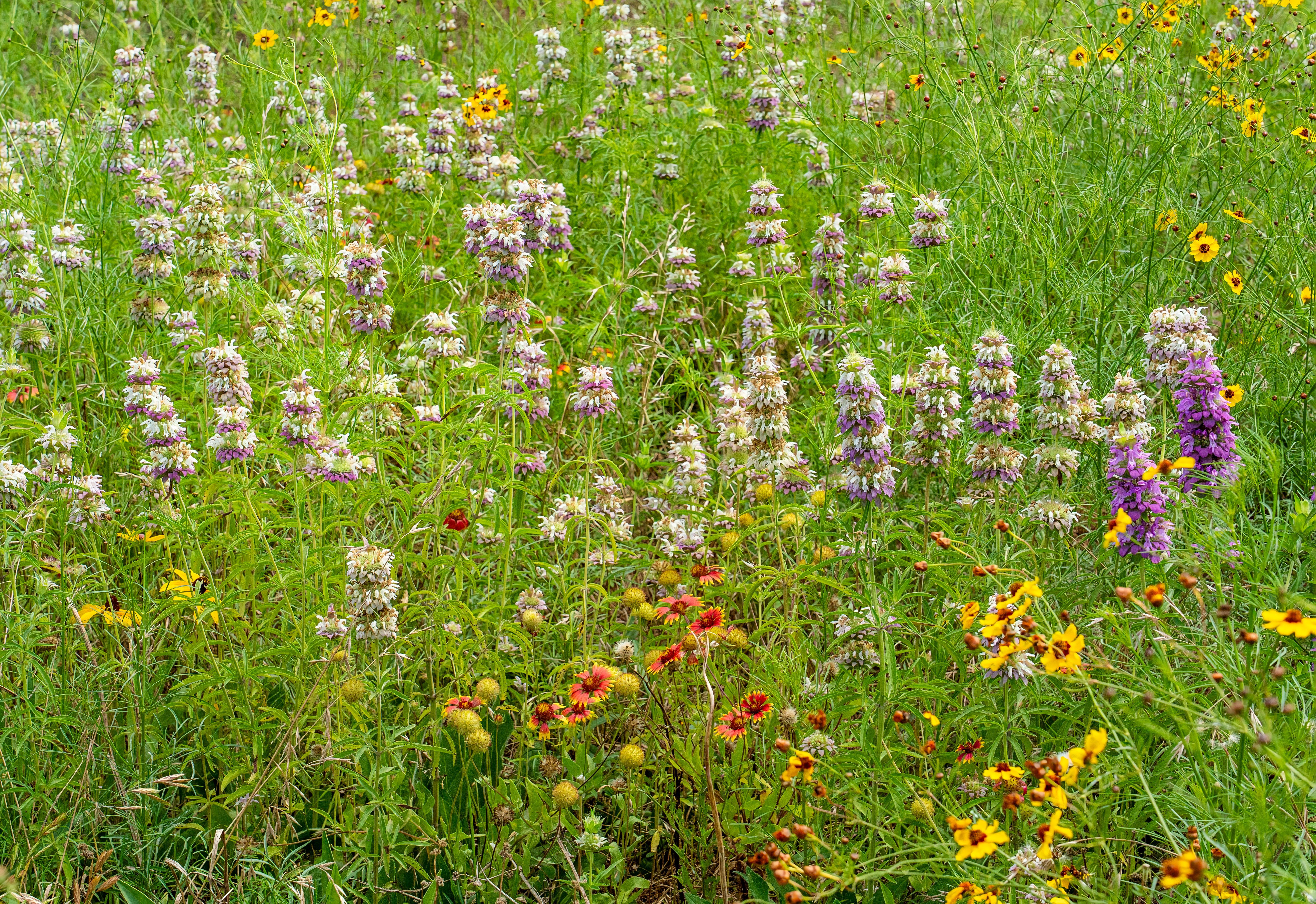 native texas plants