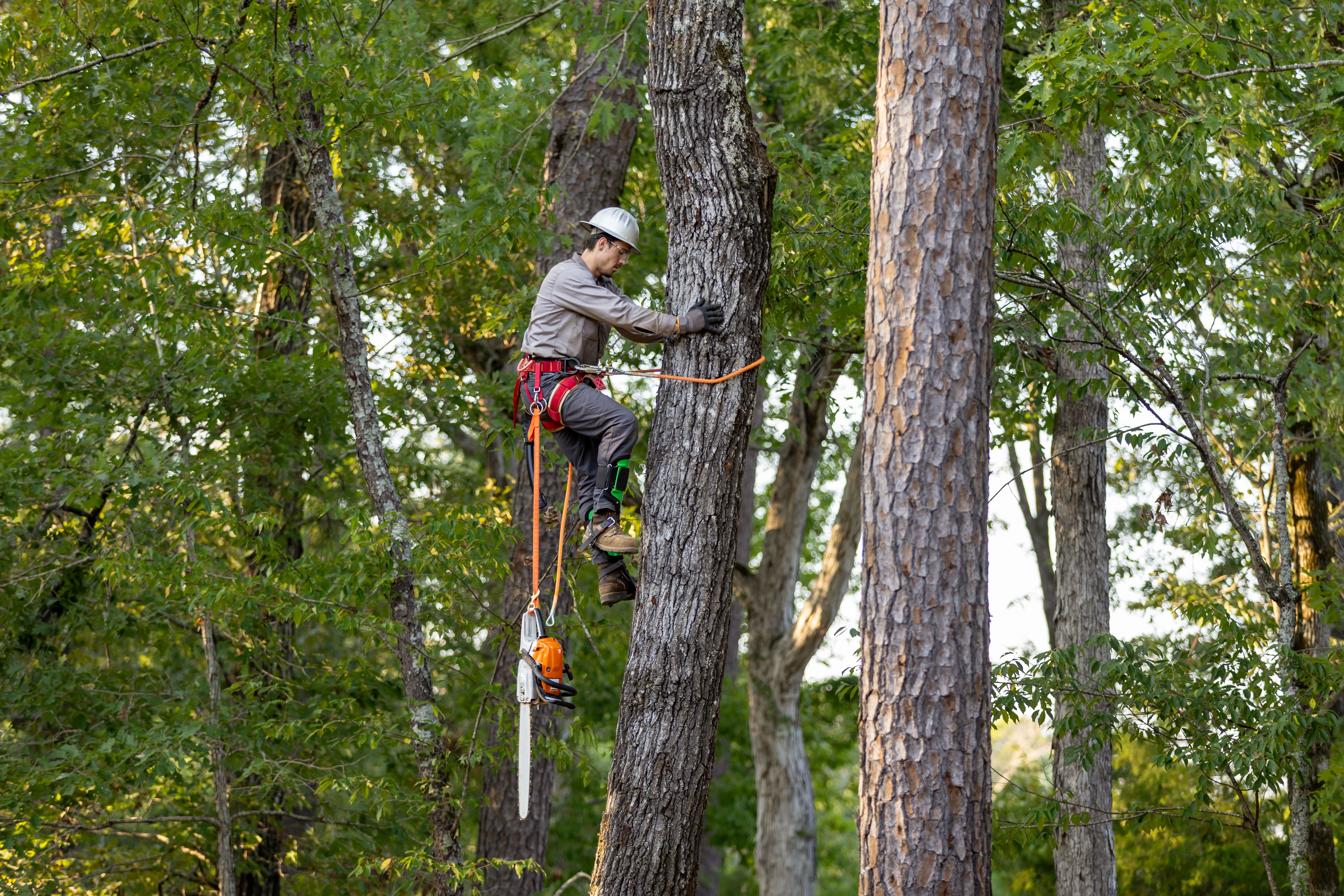 safe tree work