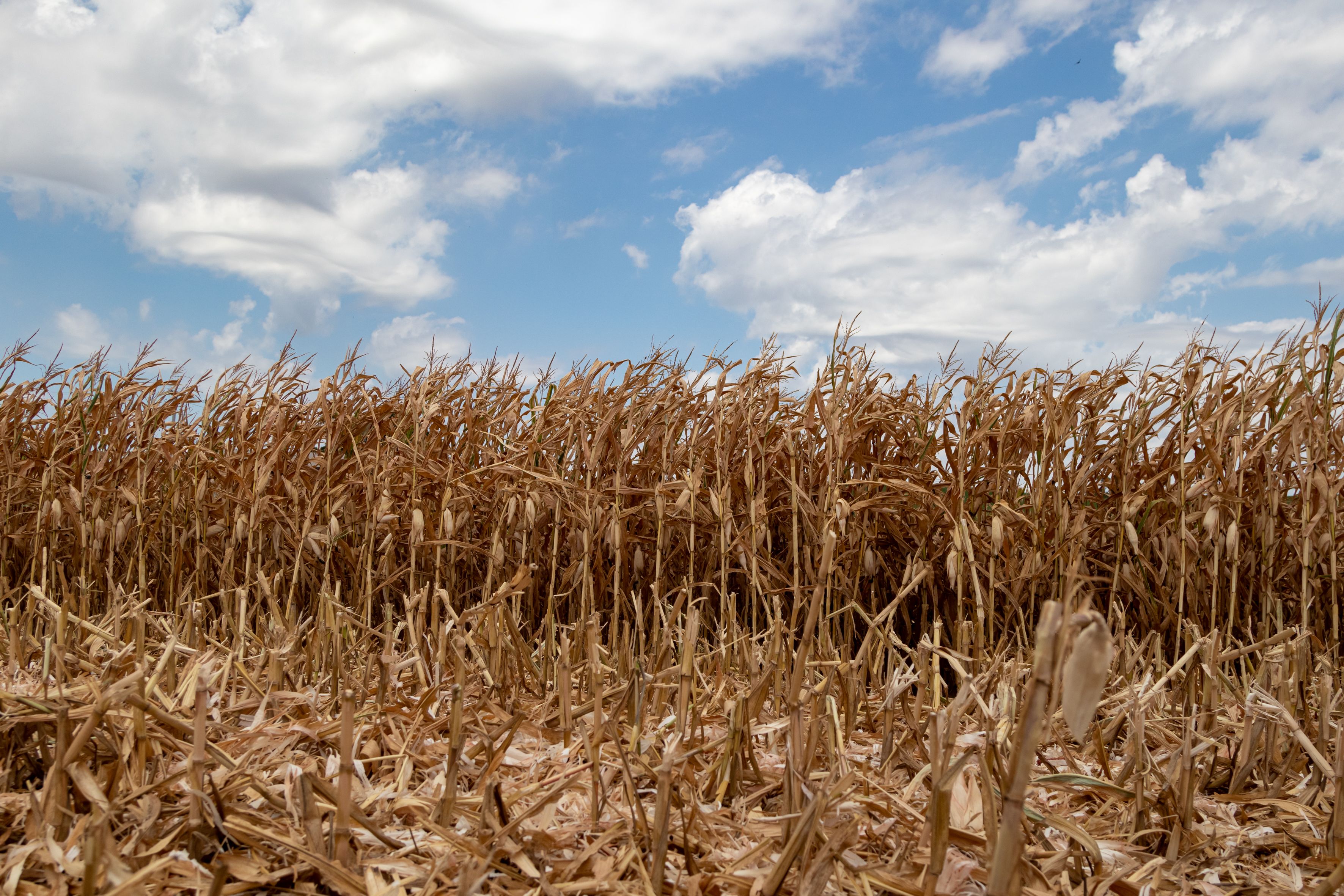 harvest preparation
