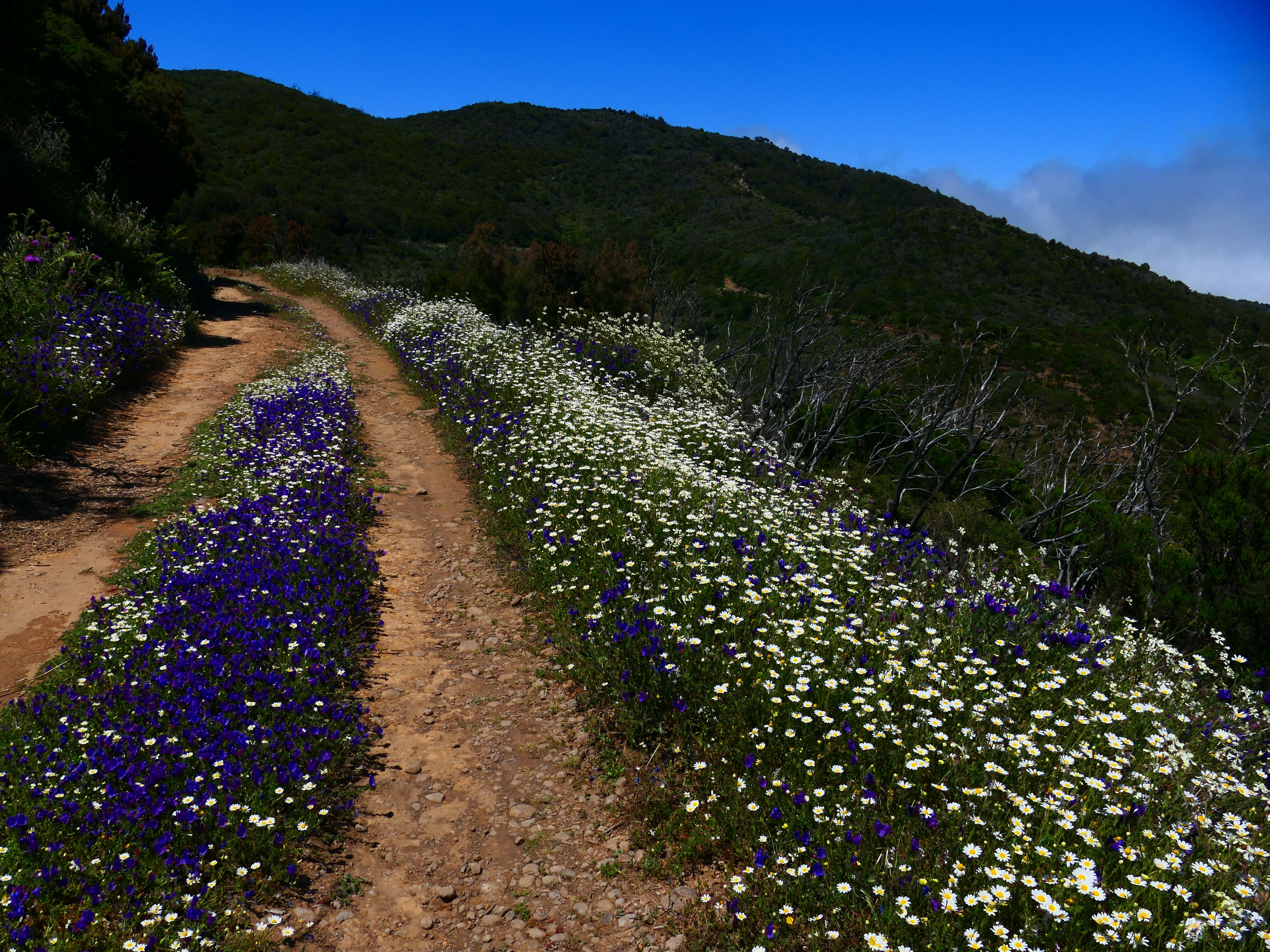 spring flowers trail