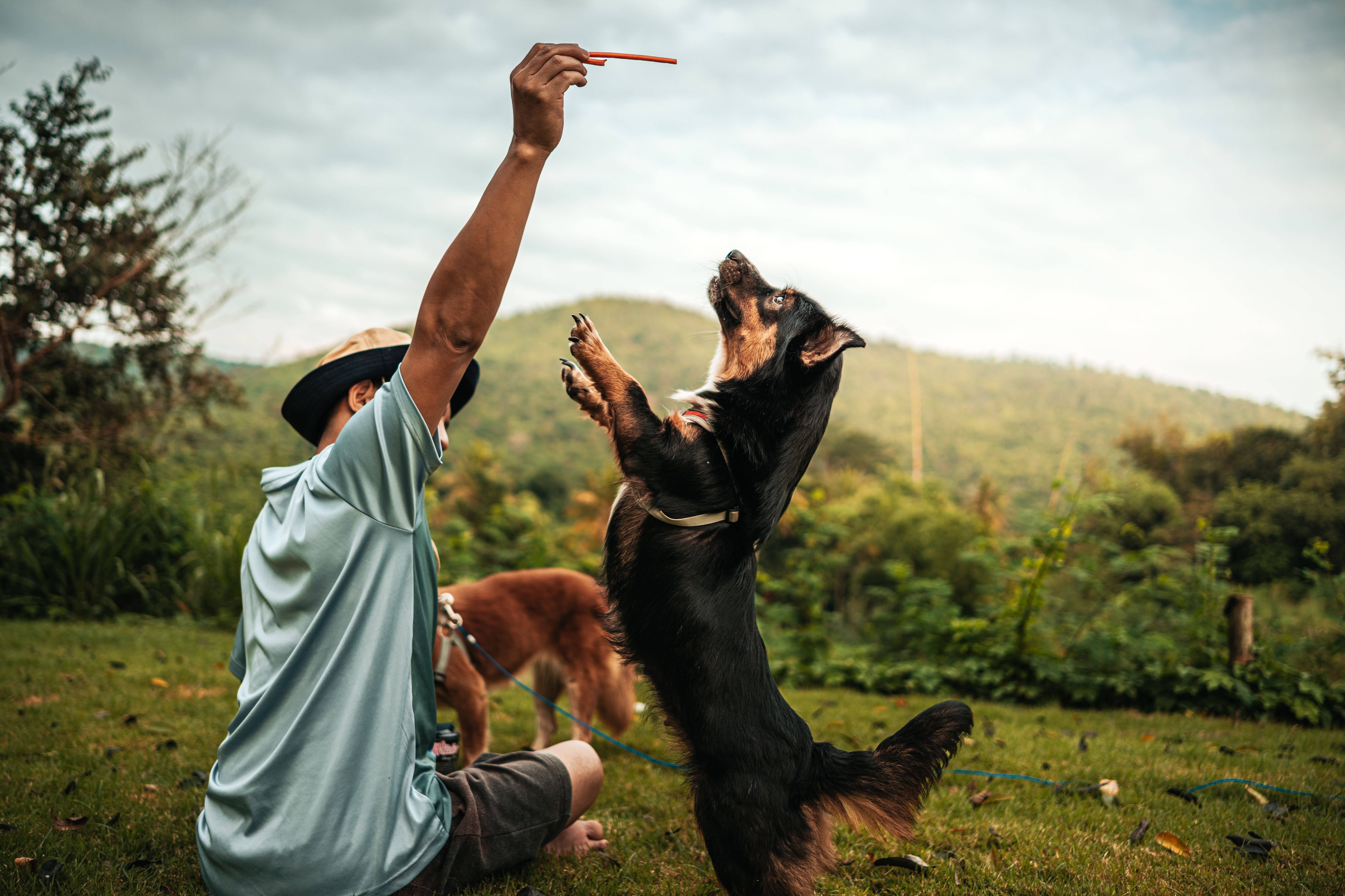 dog happy jumps and grabs dog treats on his owner's hand. Pet family, Food, snacks concept.