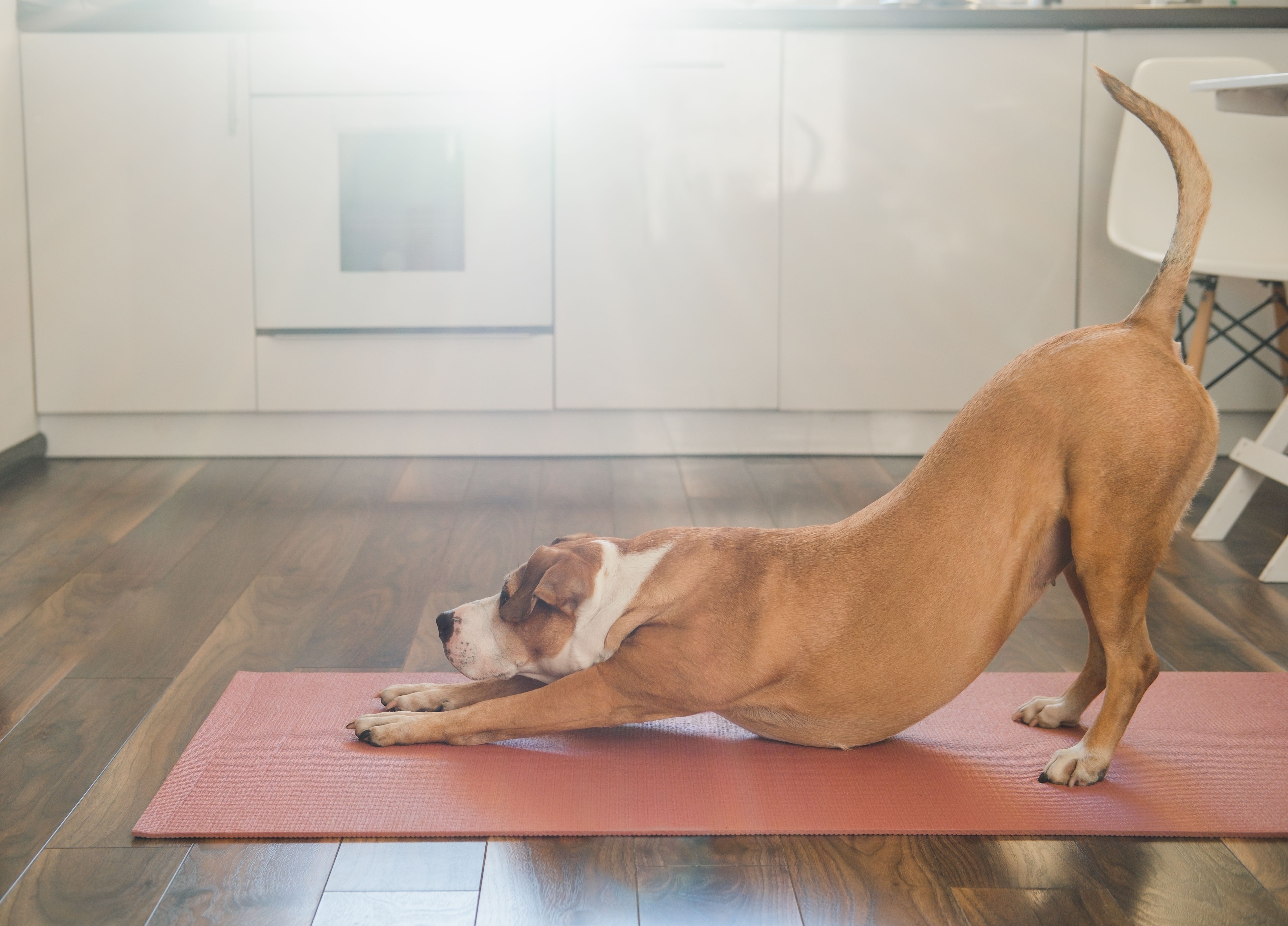 dog routine
