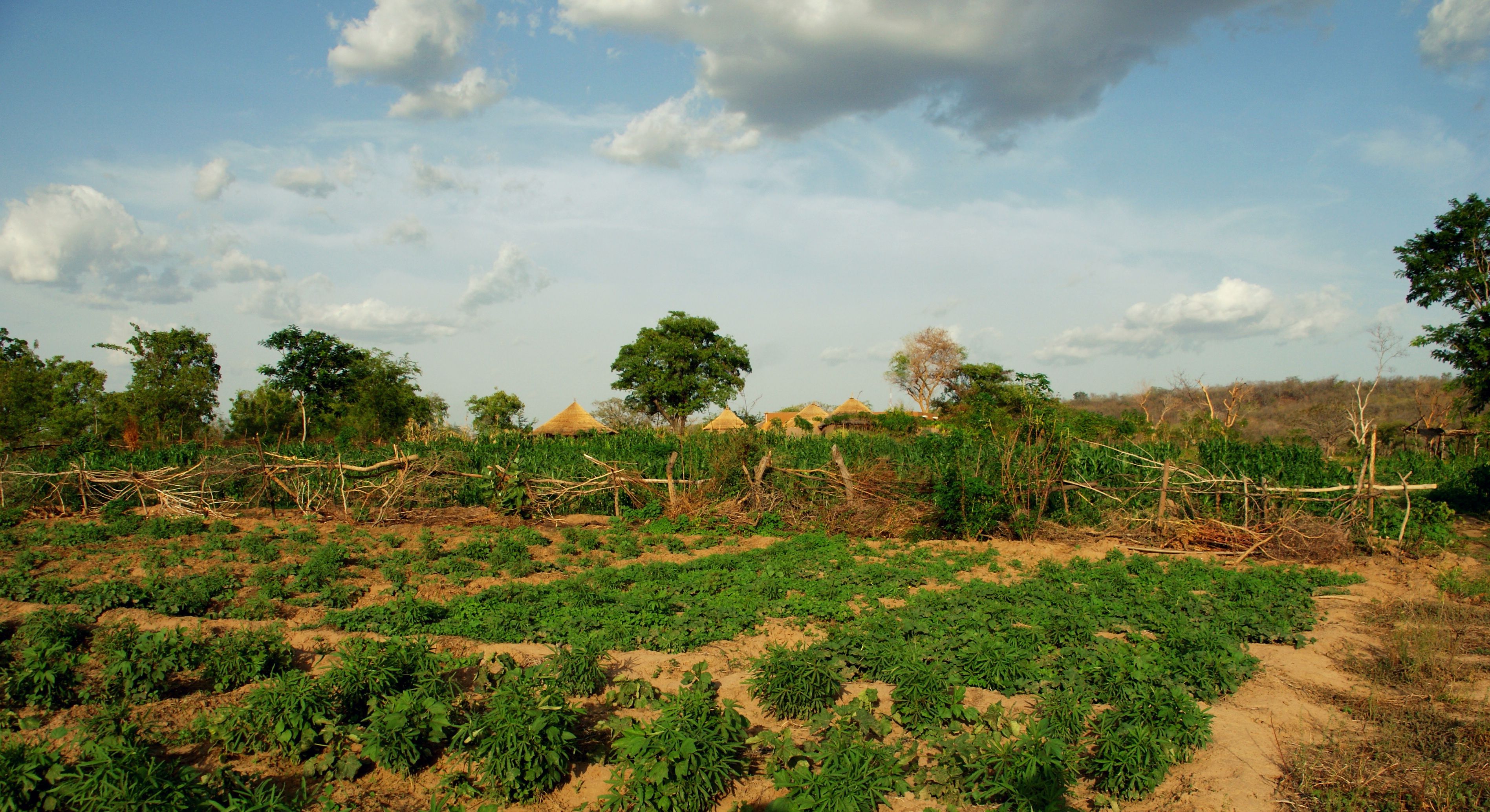 ghana maize field