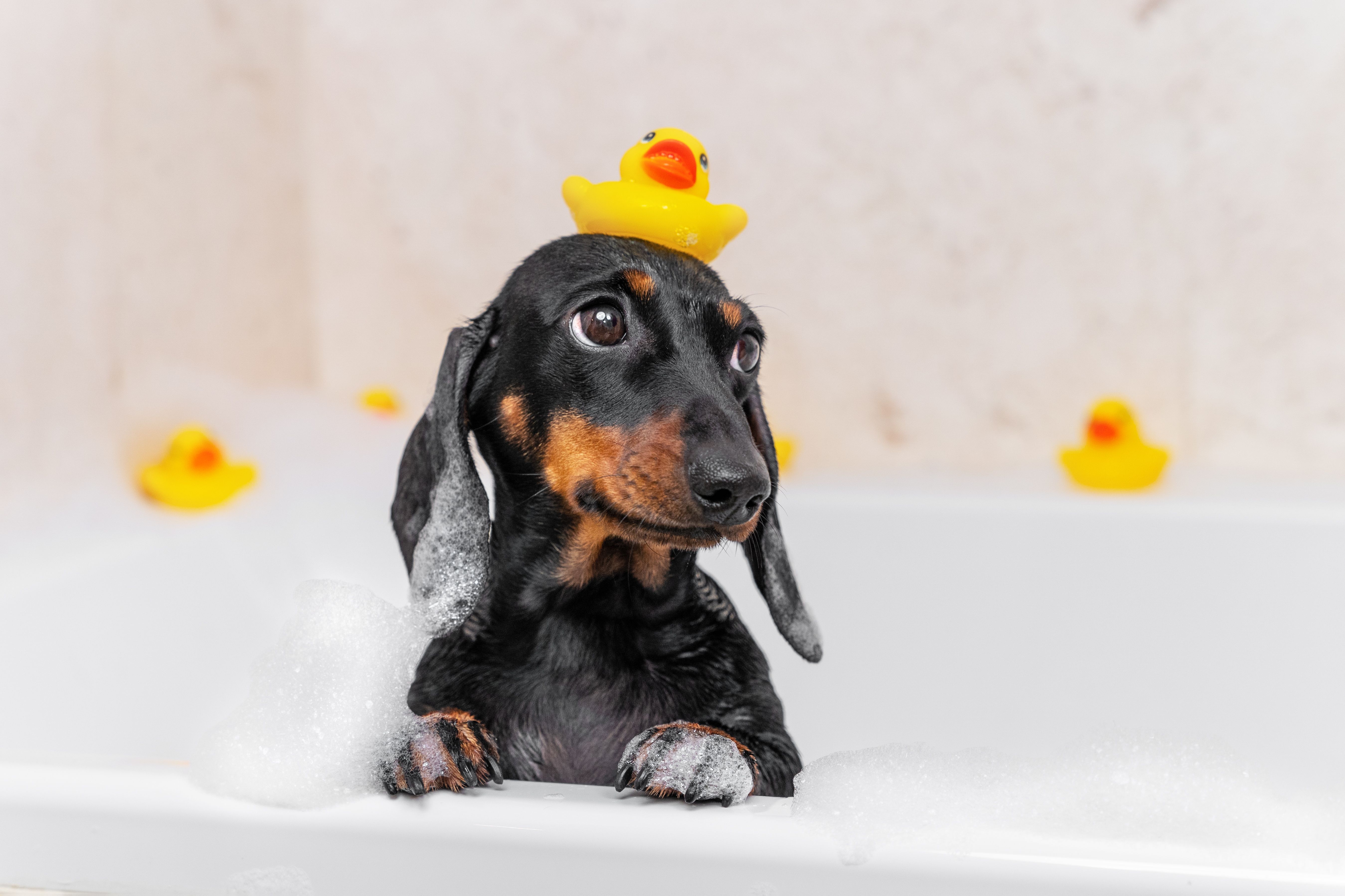 pet grooming