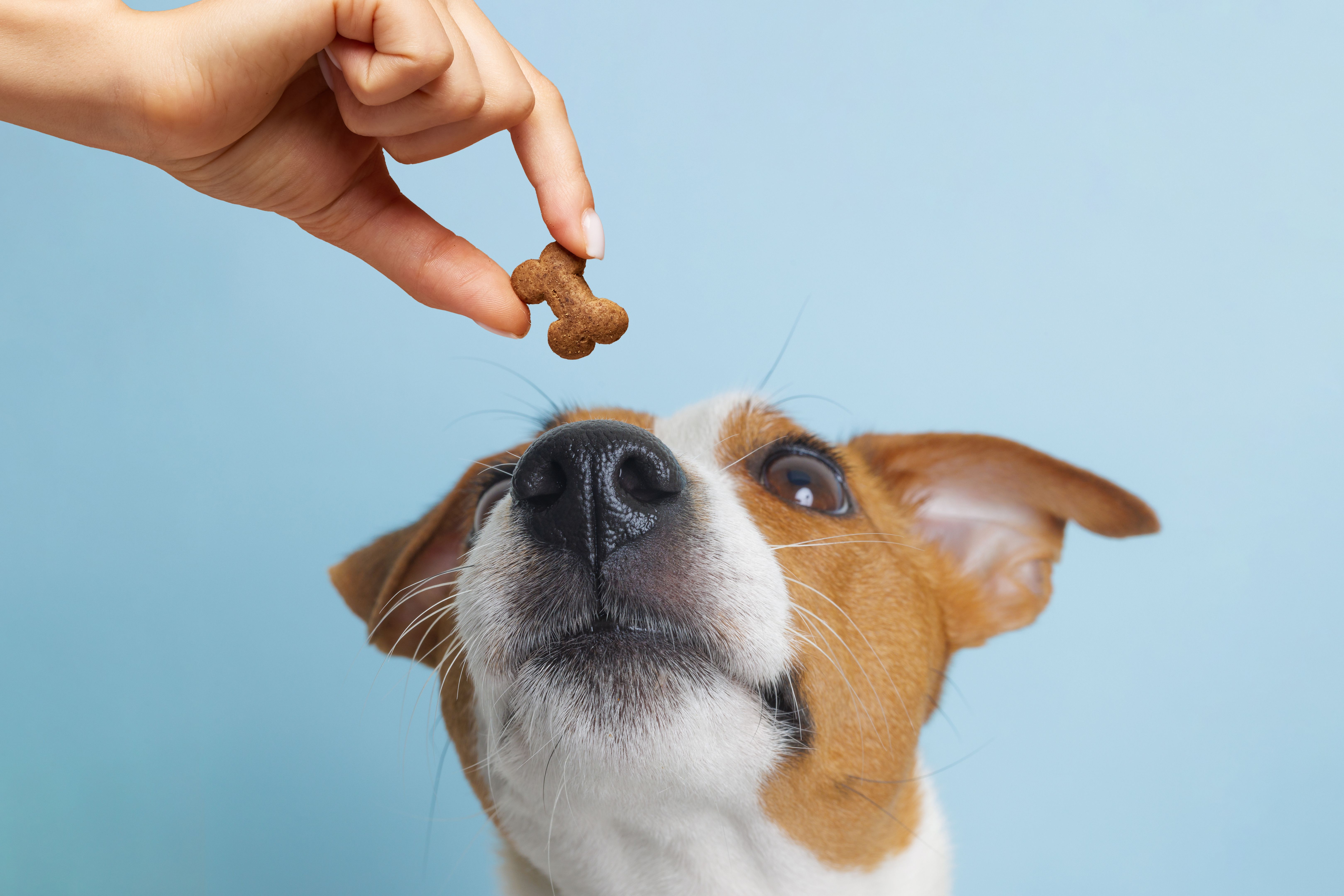 animal nutrition