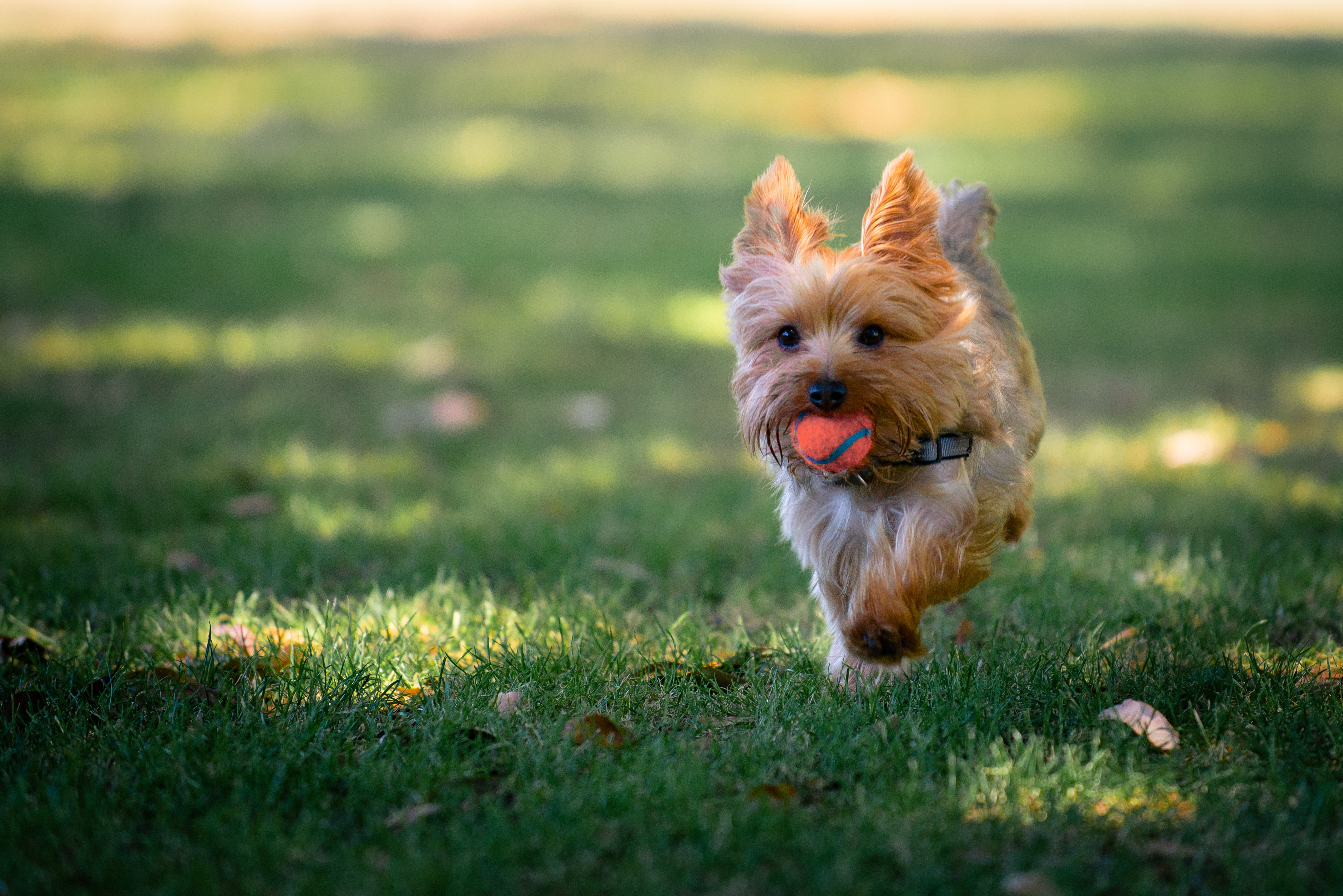 yorkie playing