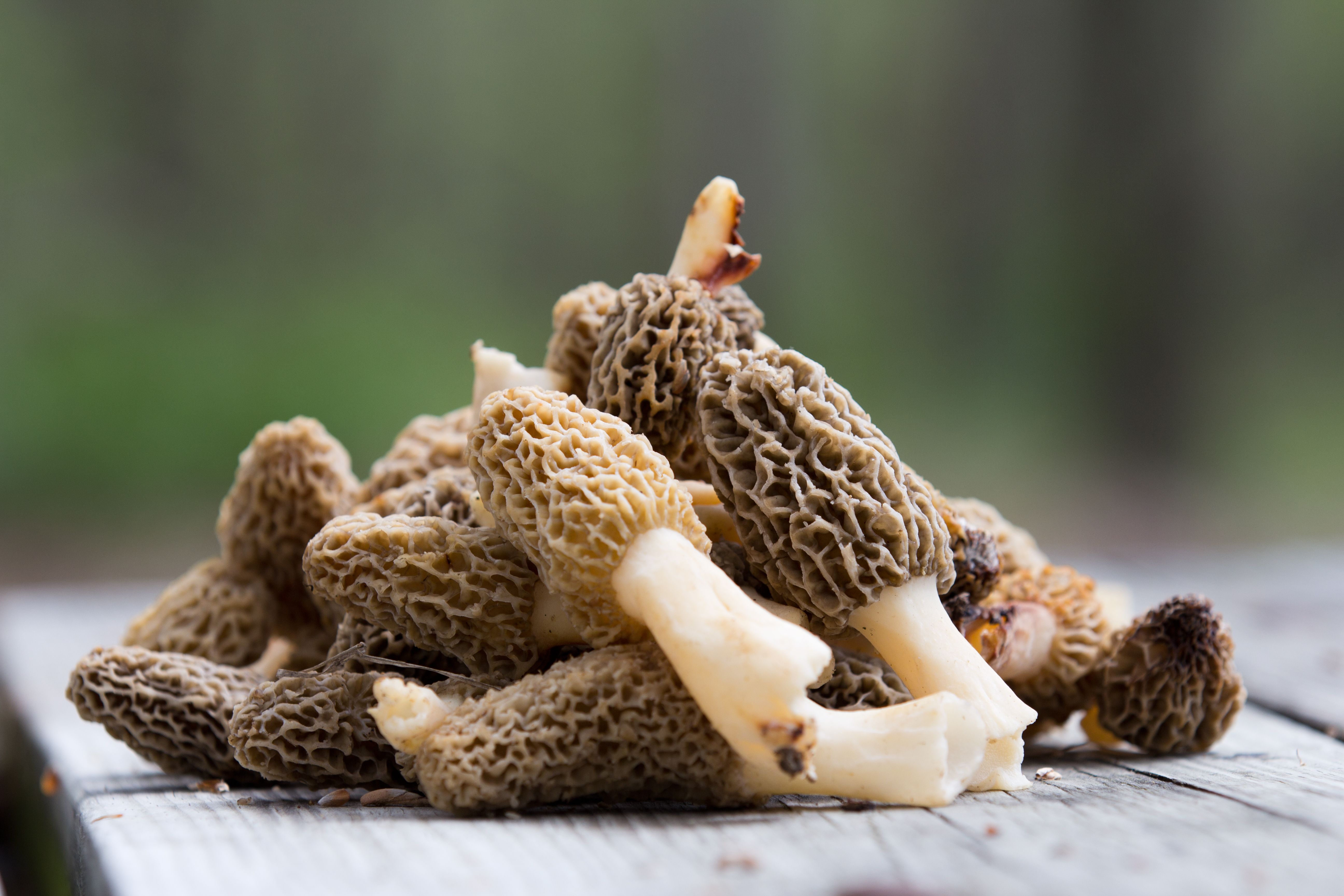 morel mushrooms