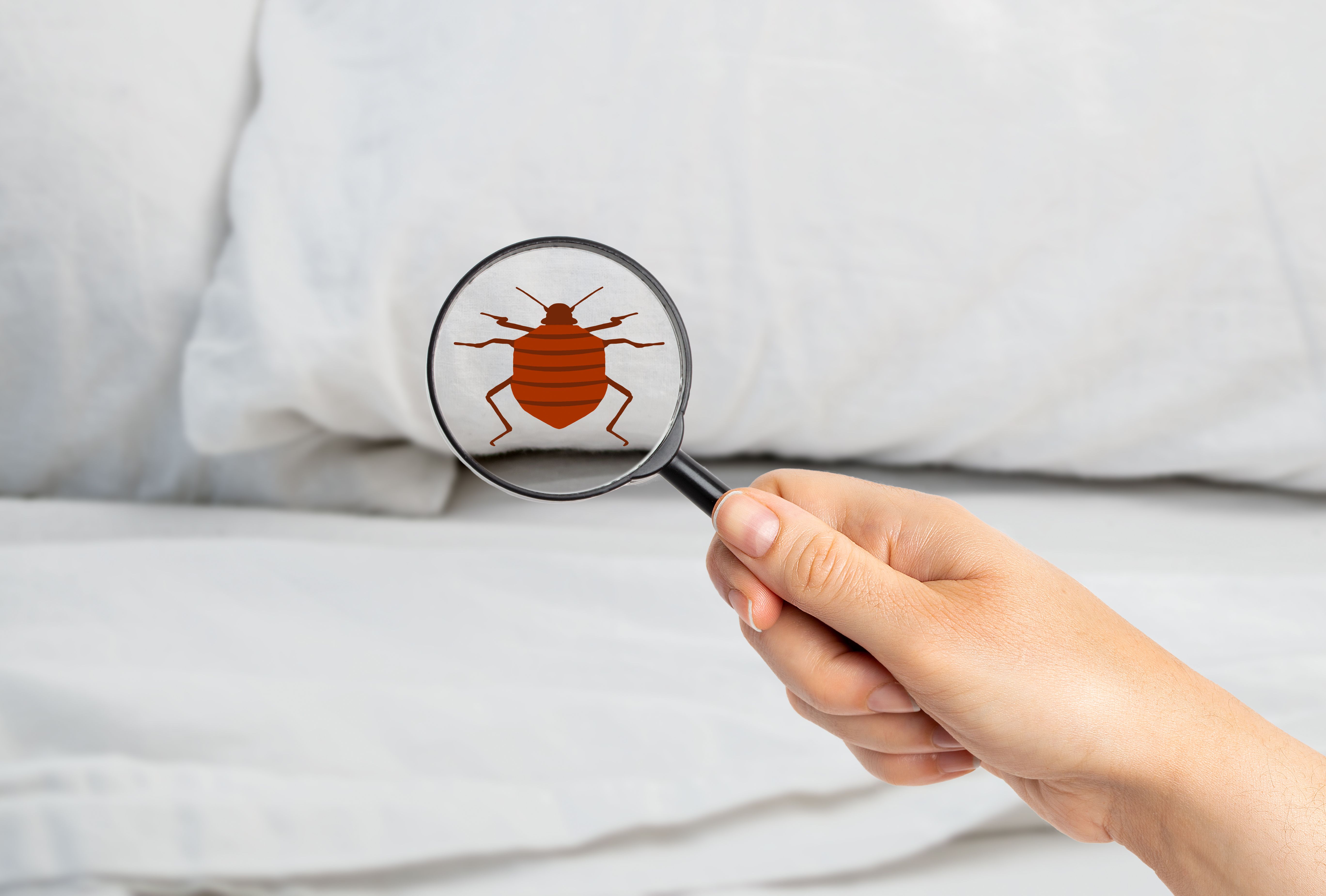 bed bugs indoors