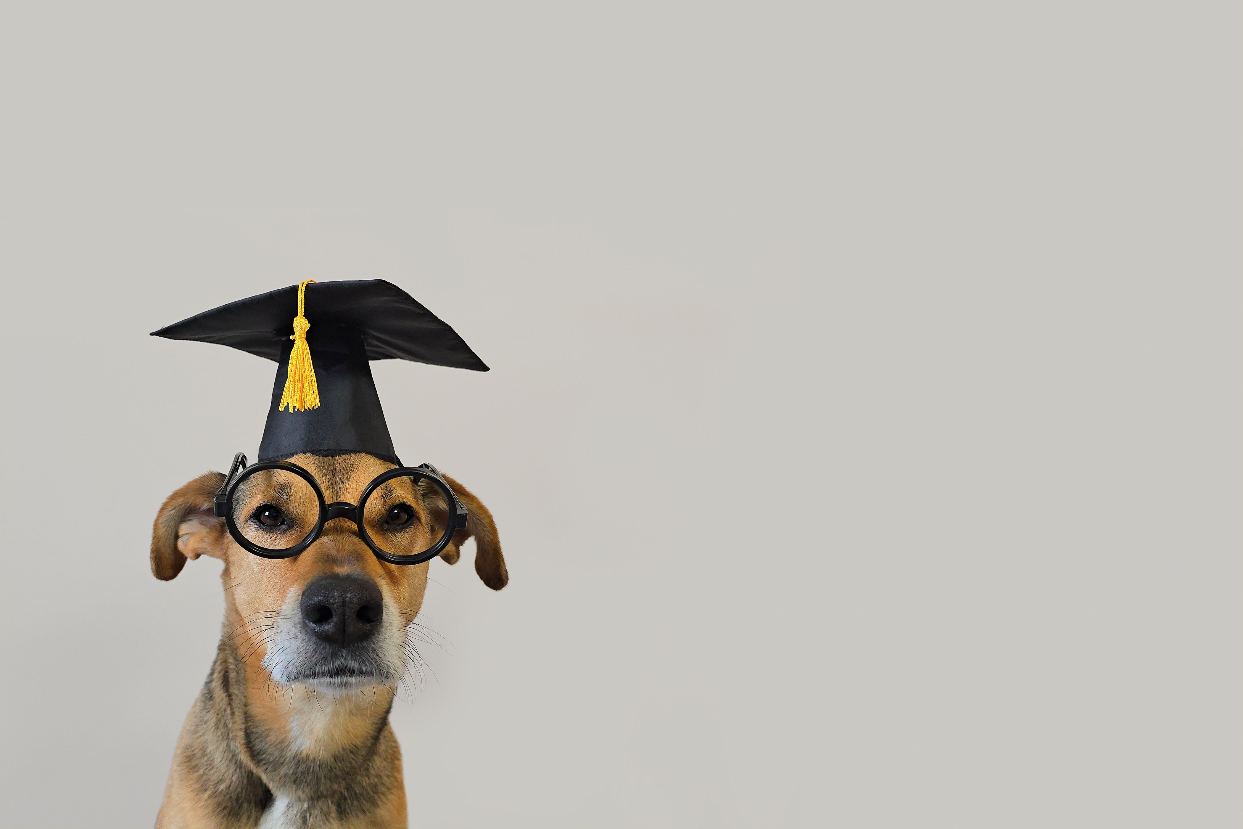 dog training certification