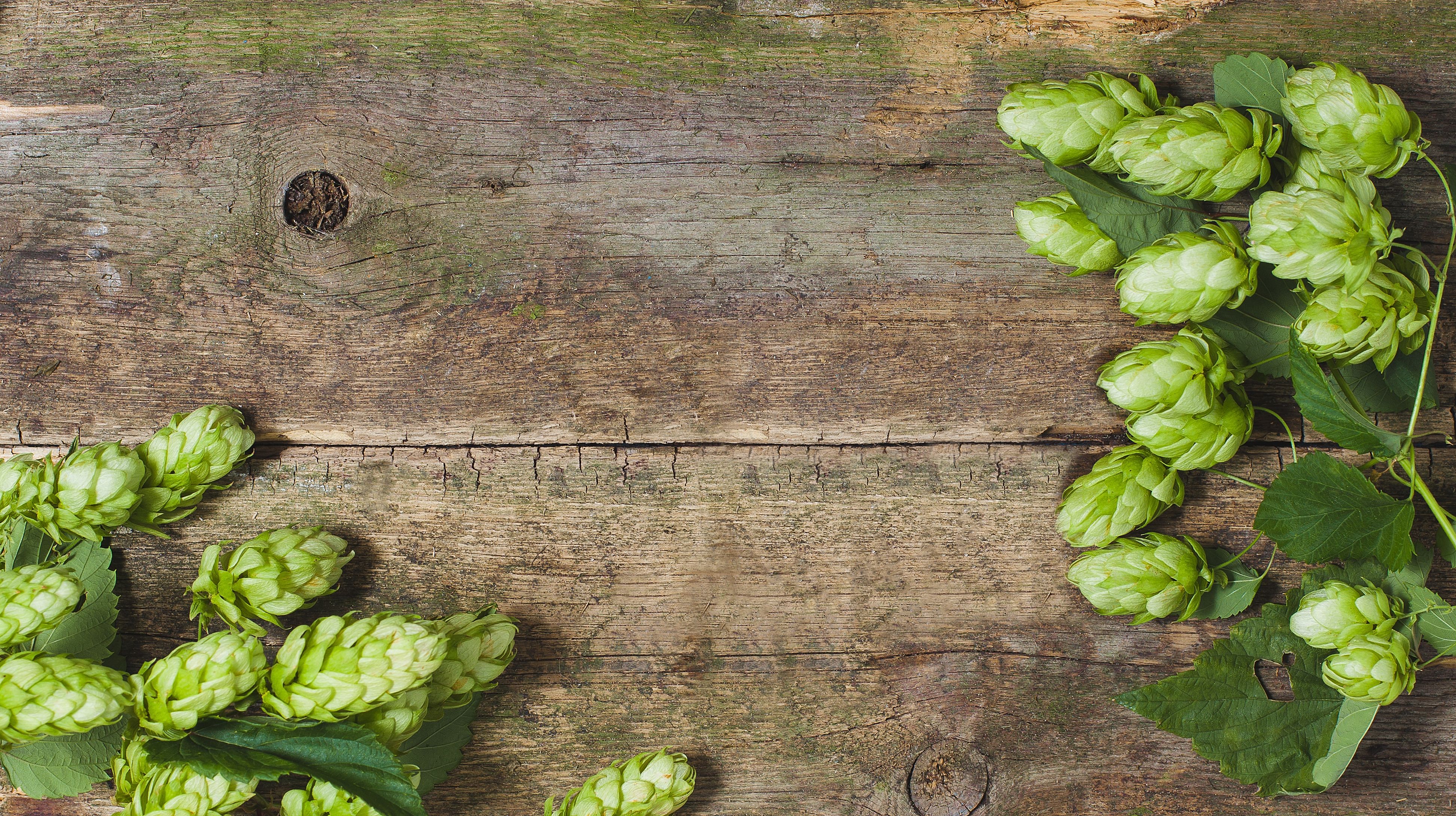hop plant