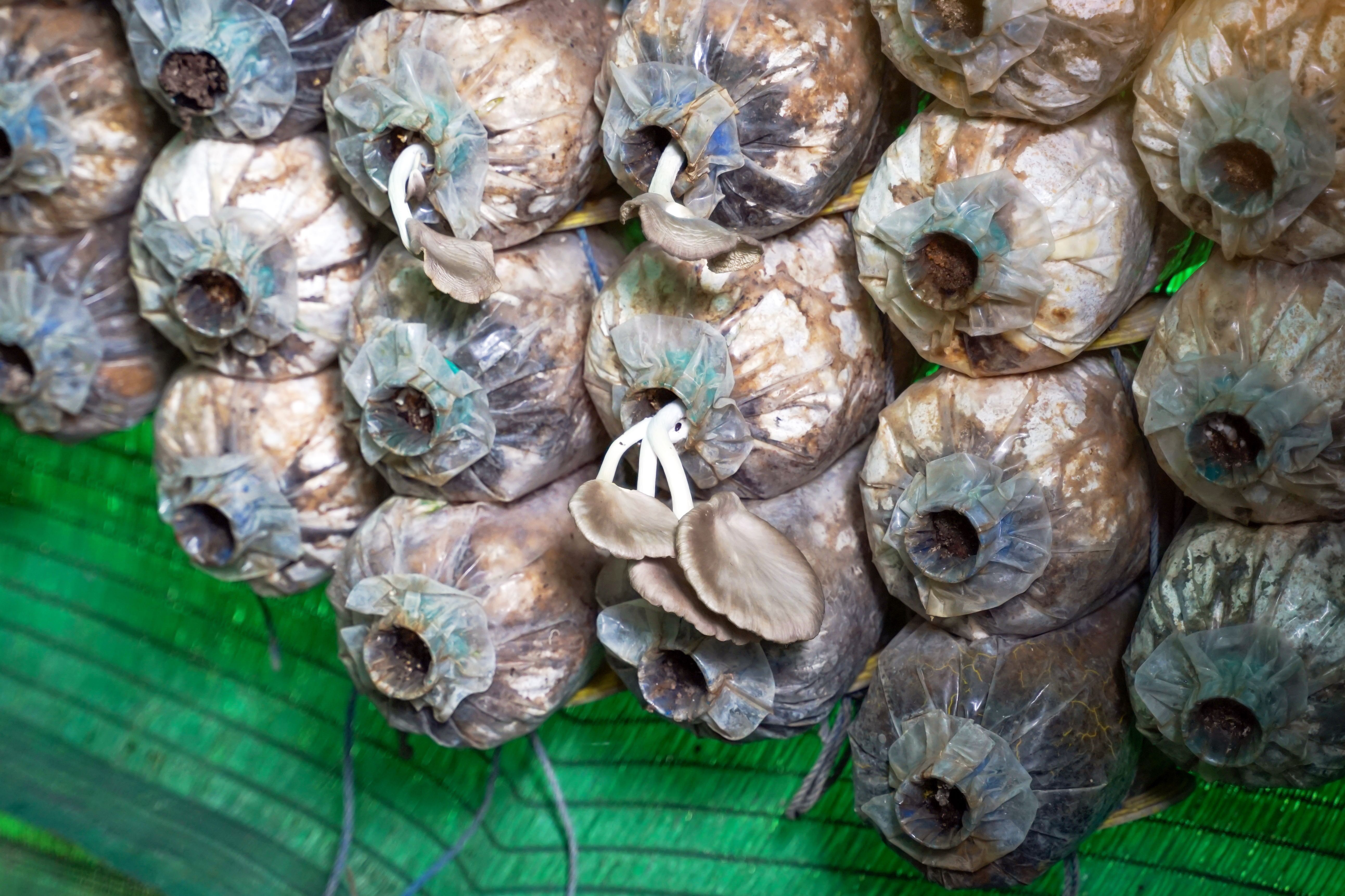 organic mushroom farm