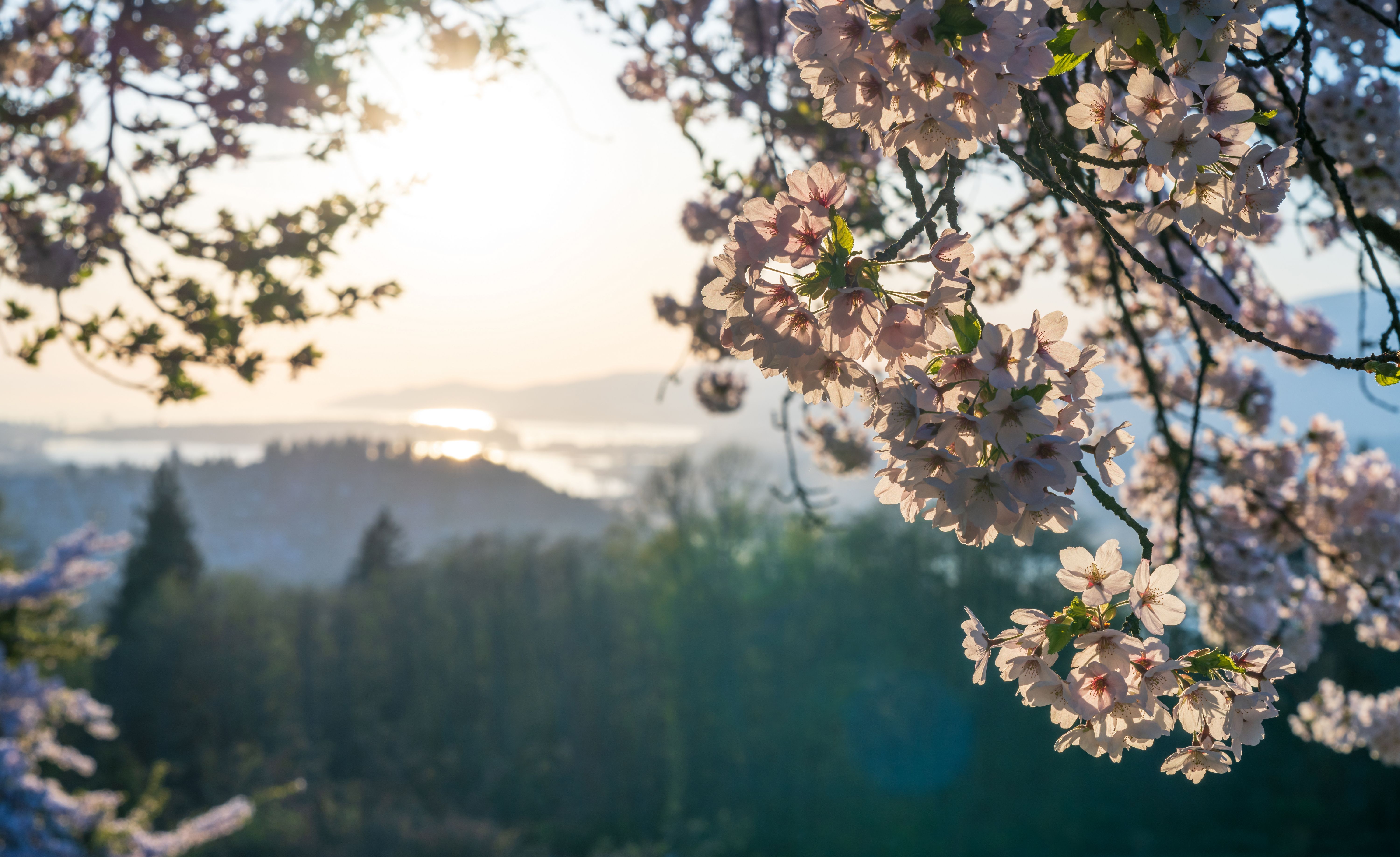 cherry blossoms horgen