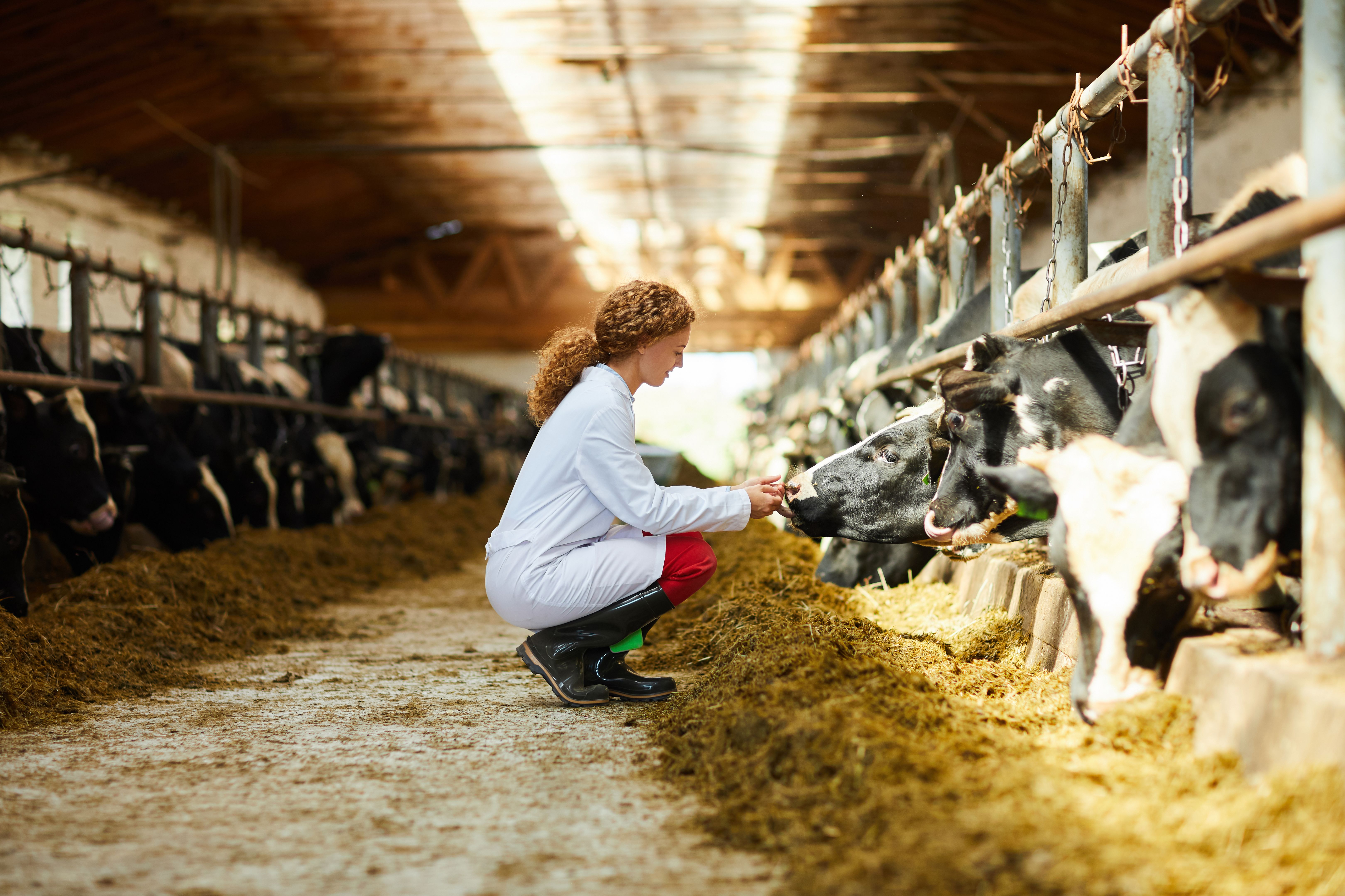 animal health care