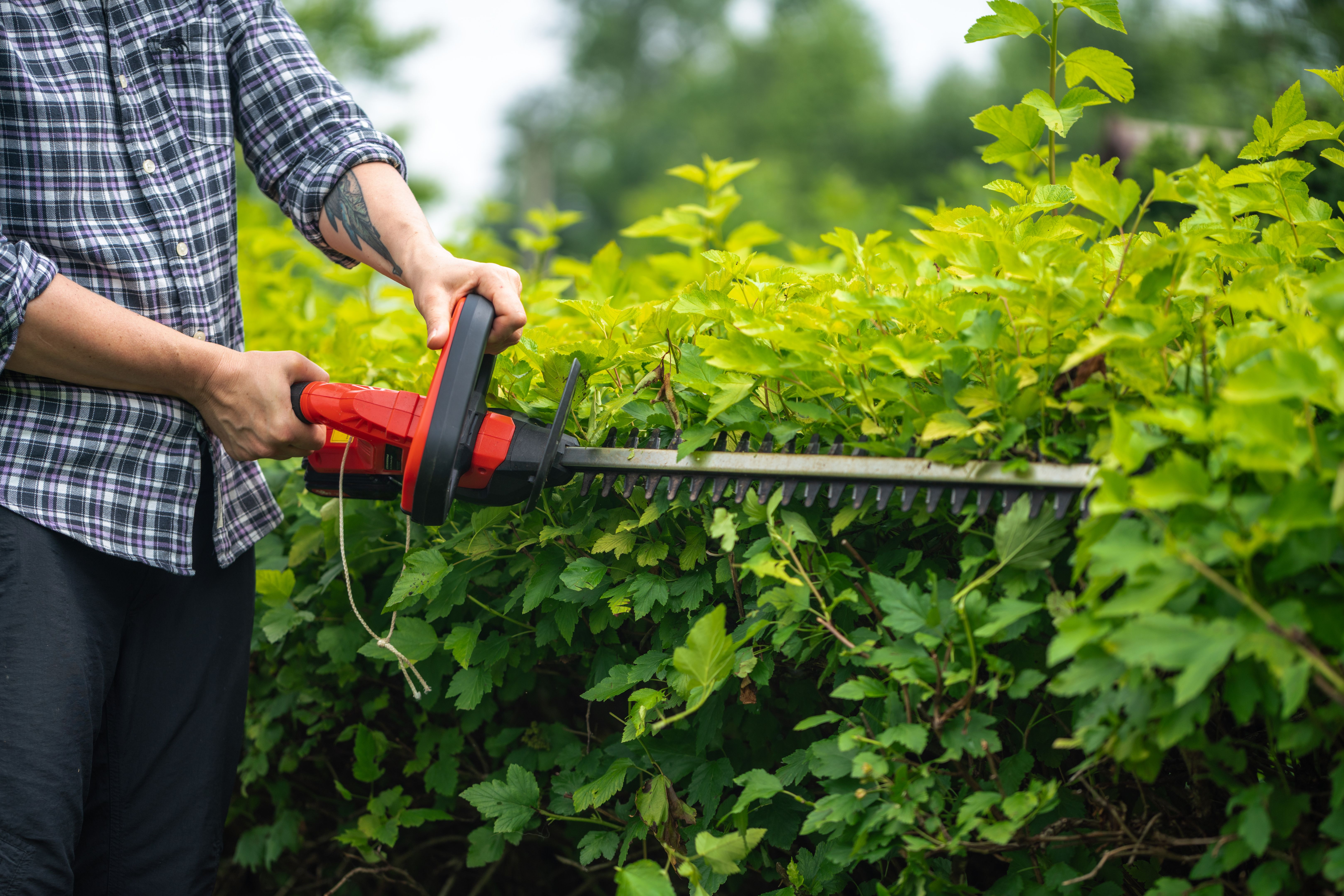 garden pruning