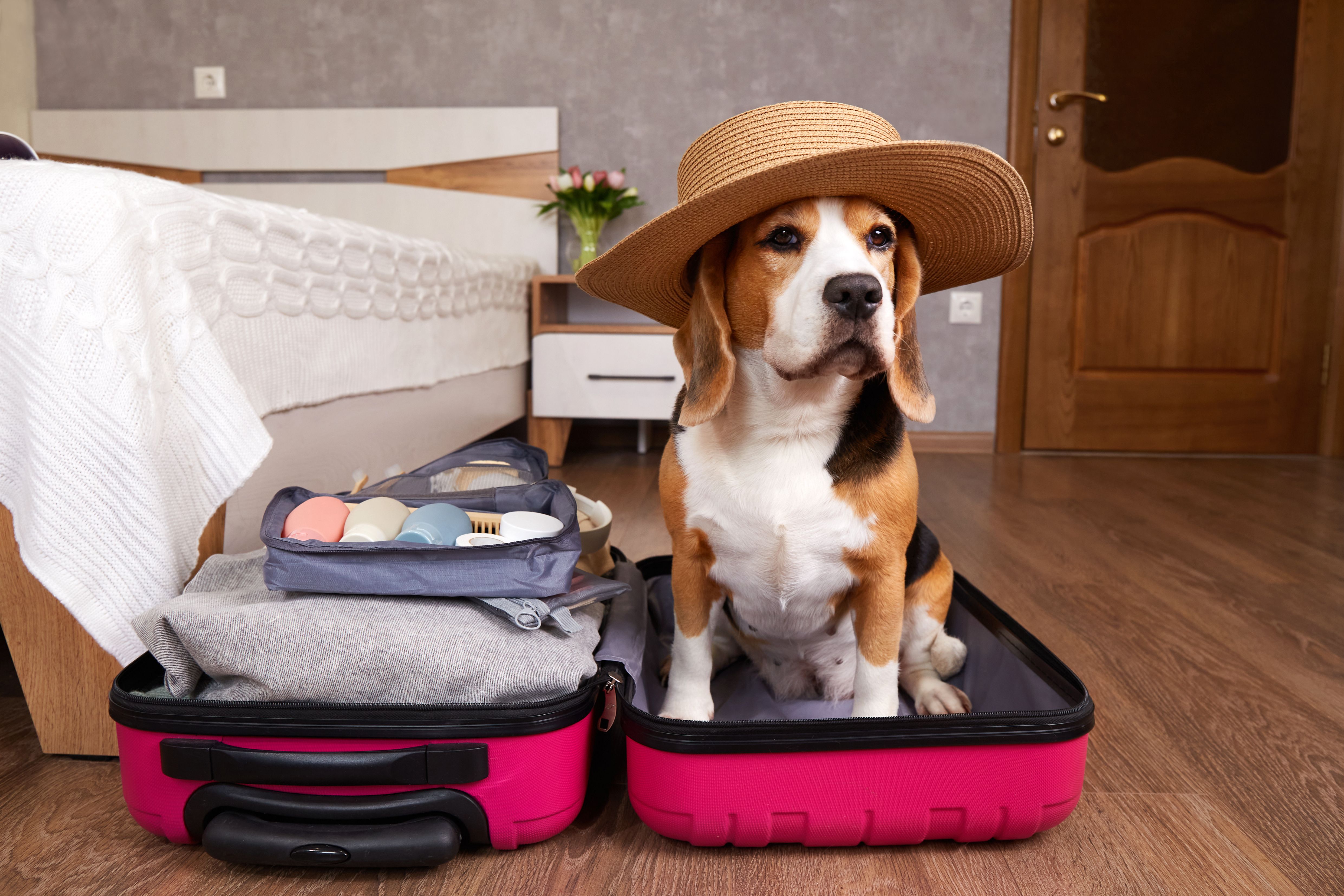 pet travel packing