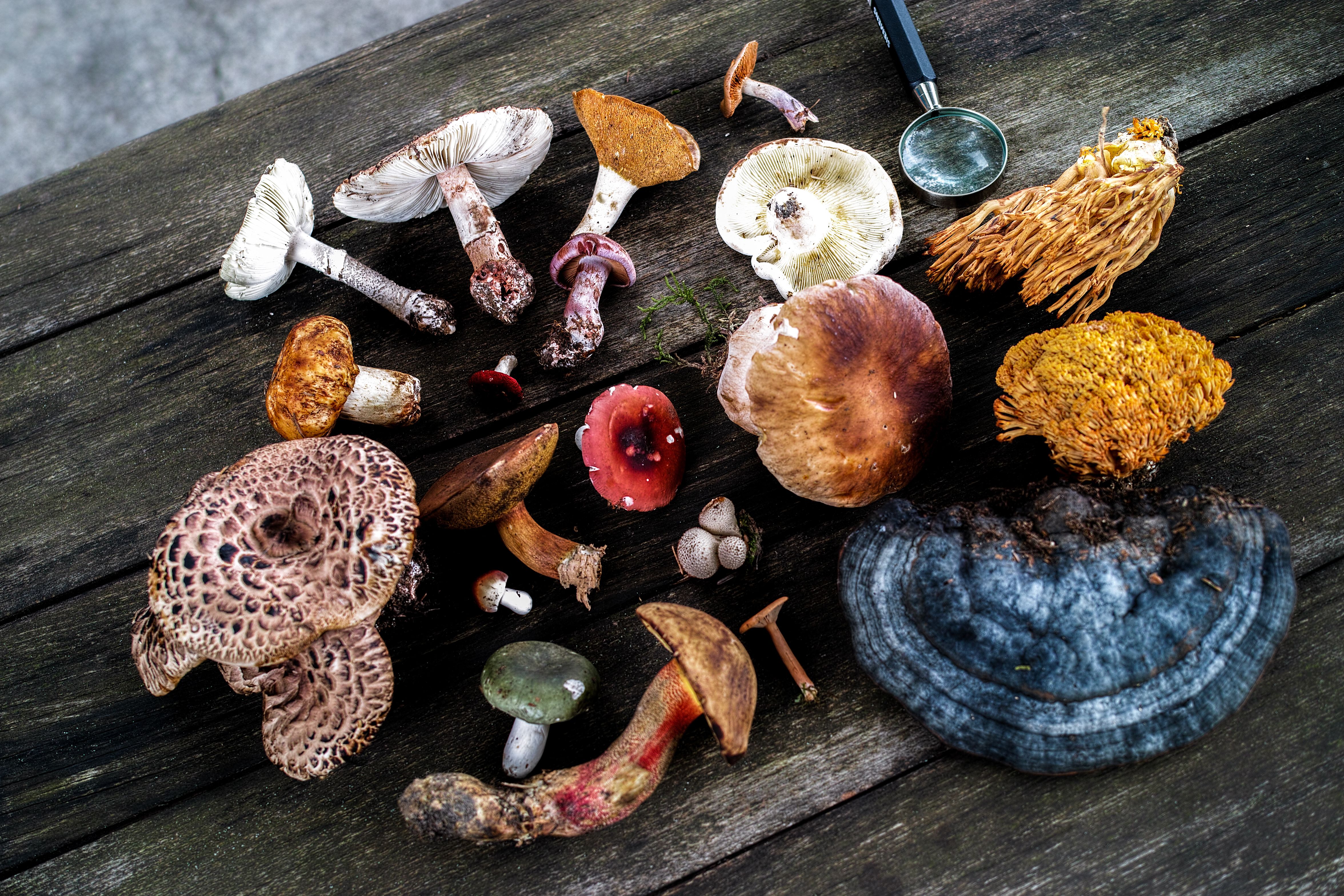 medicinal mushrooms