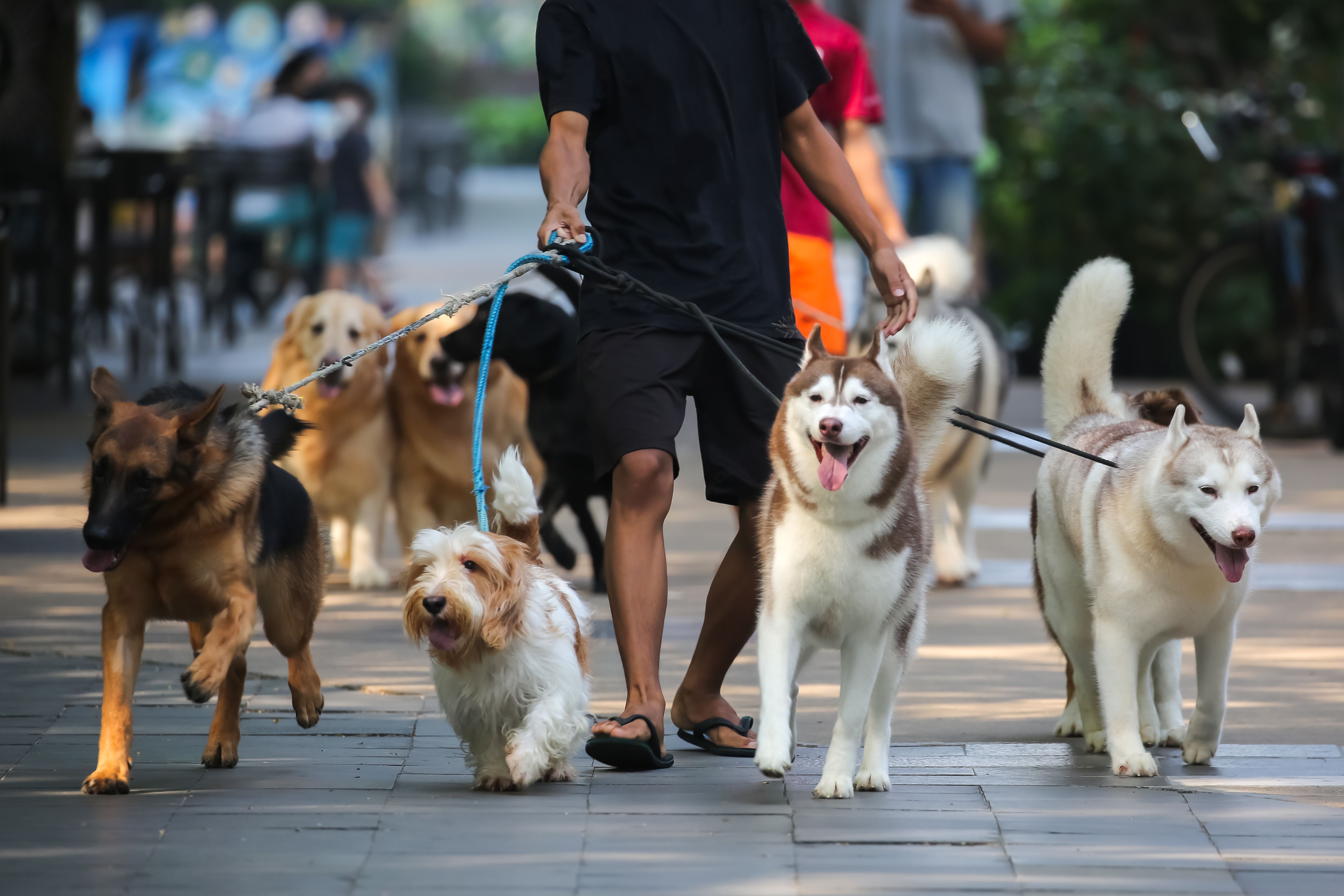dog walker selection