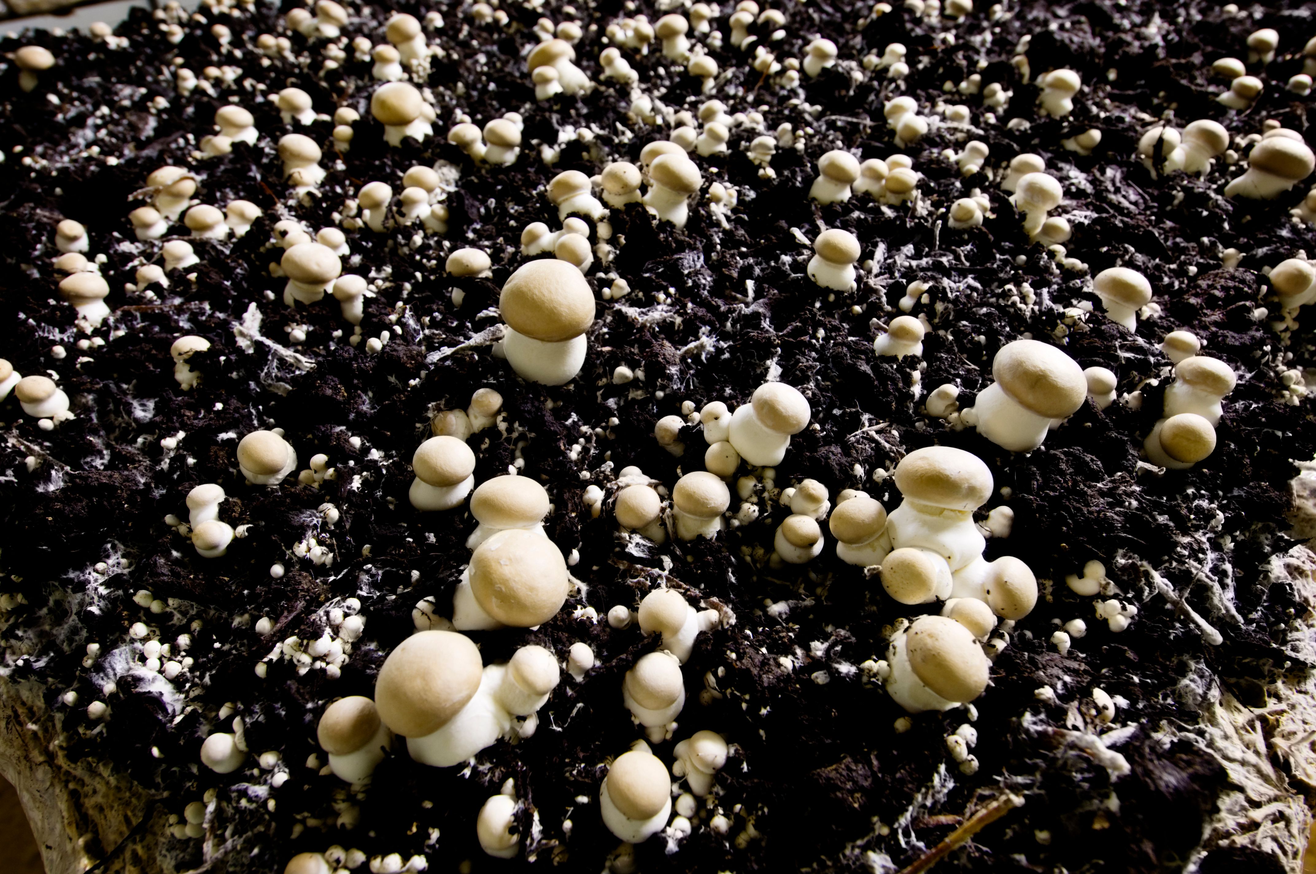 indoor mushroom growing