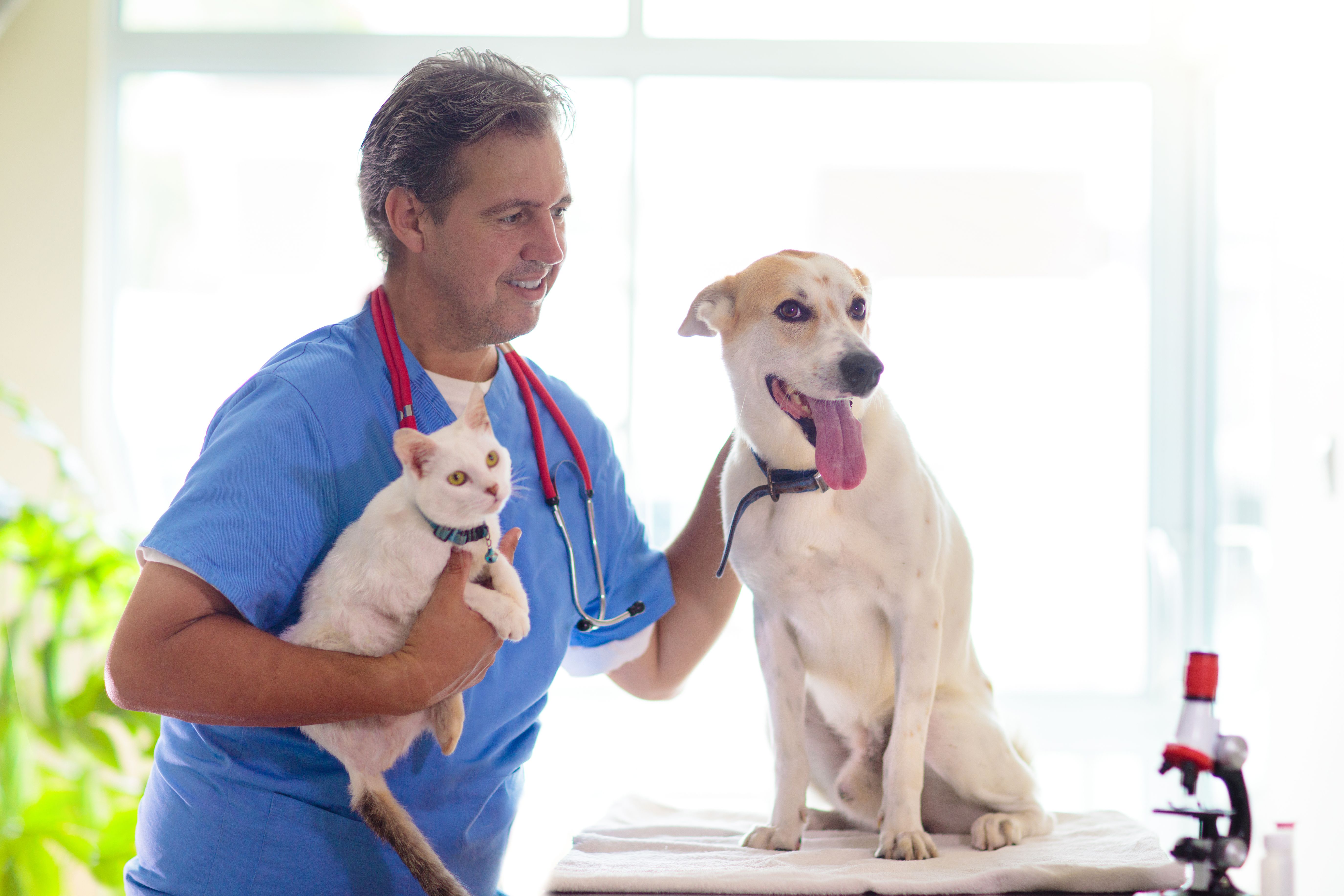 dogs cats healthcare