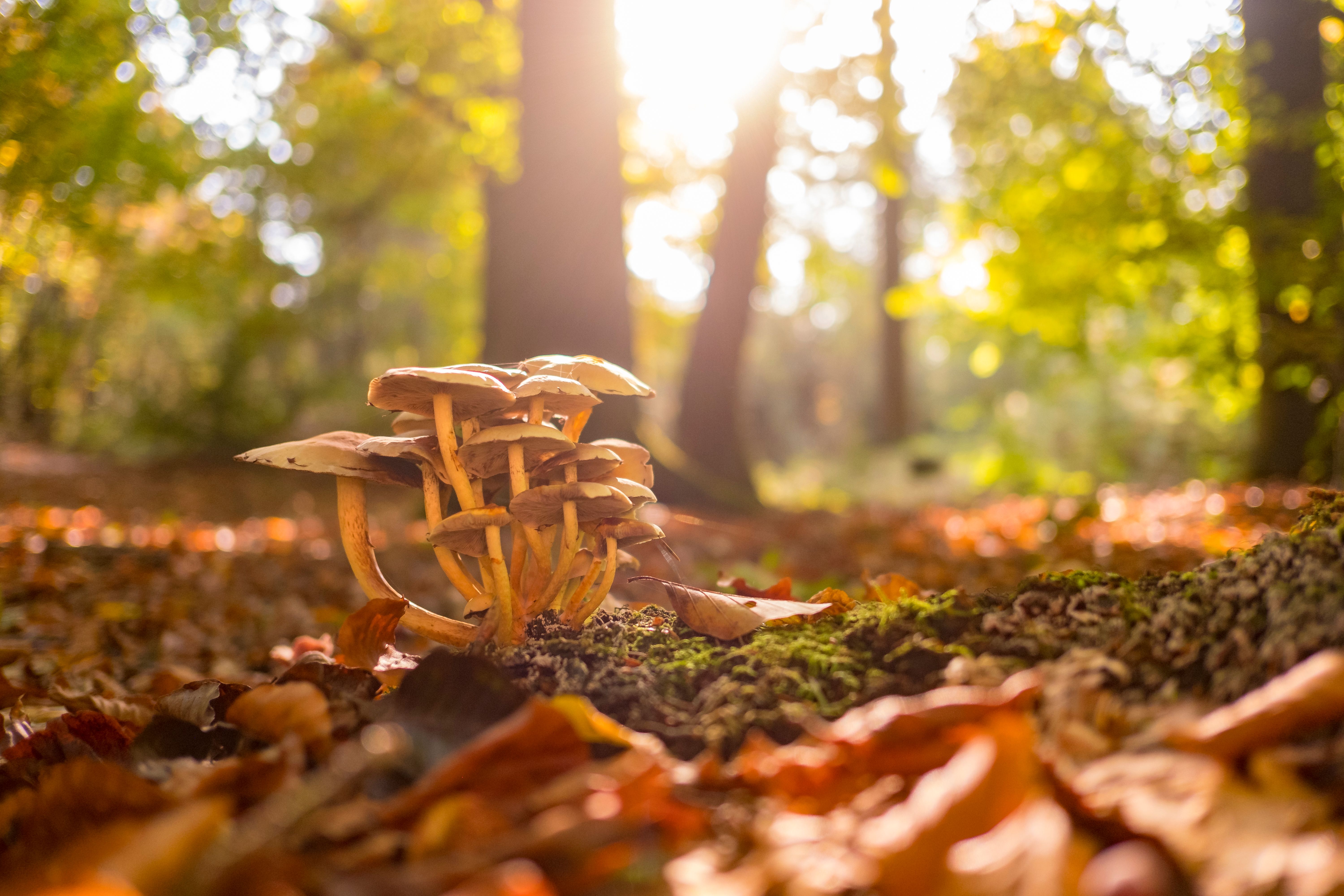 mushrooms forest fall