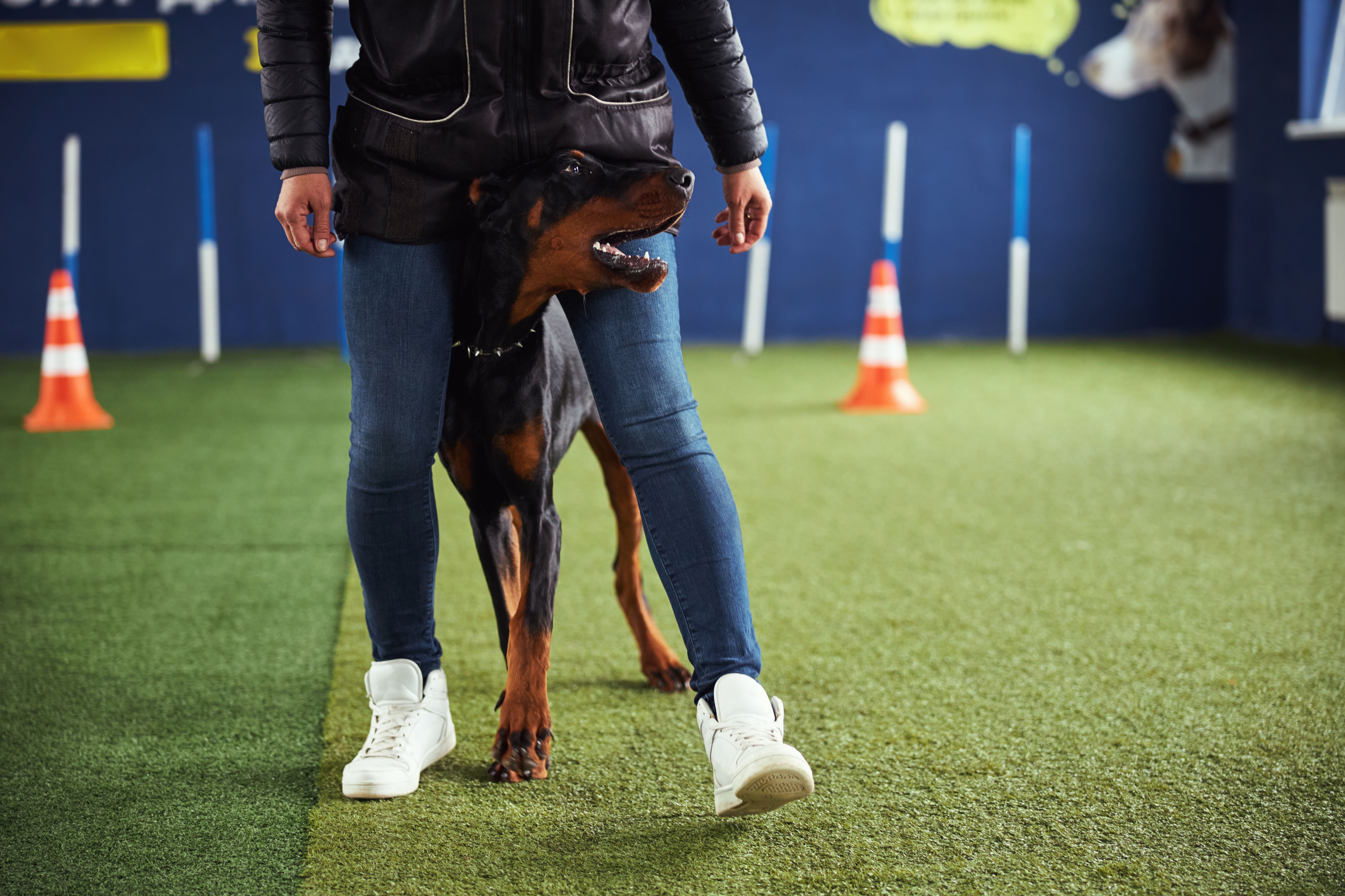dog trainer certification