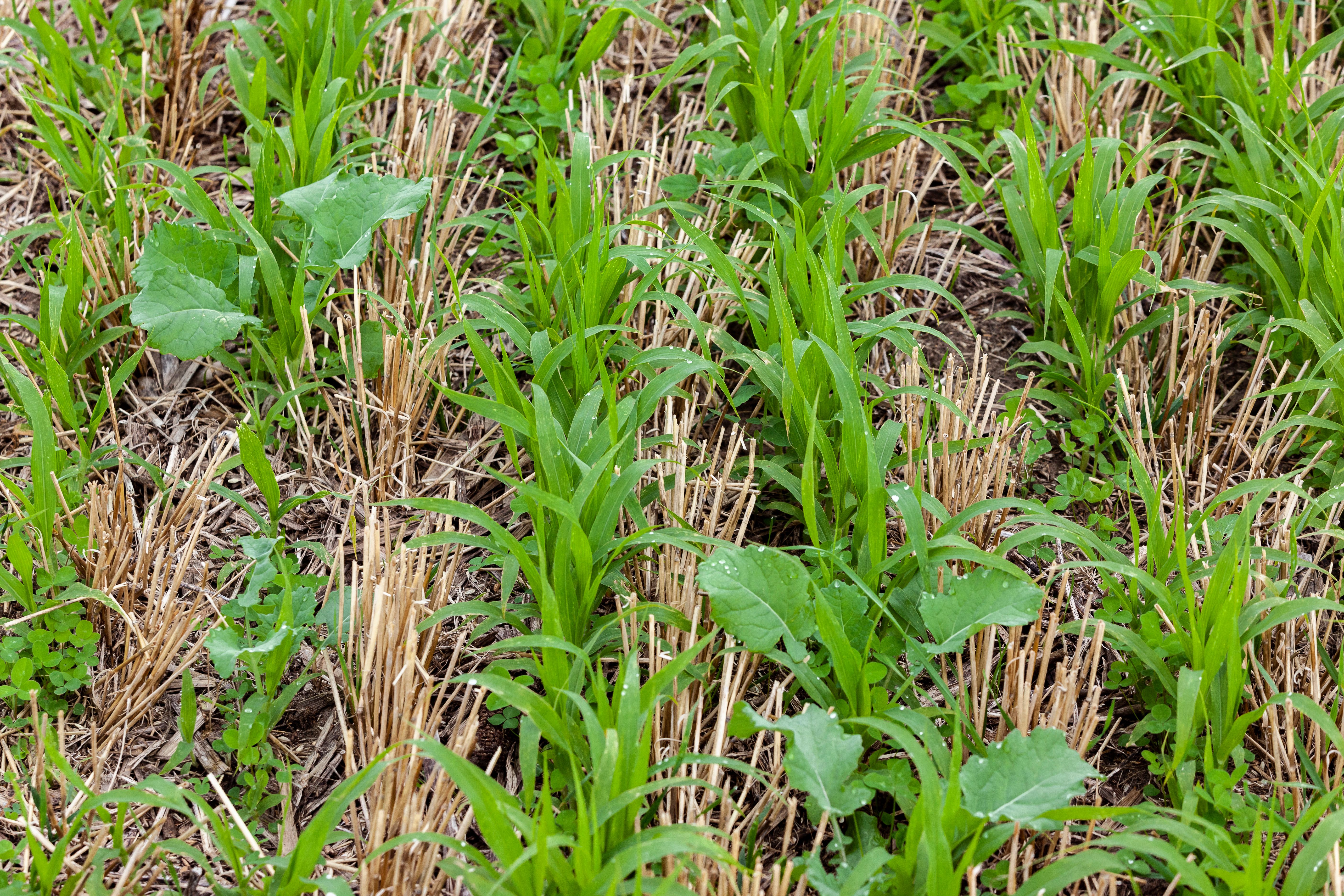 cover crops
