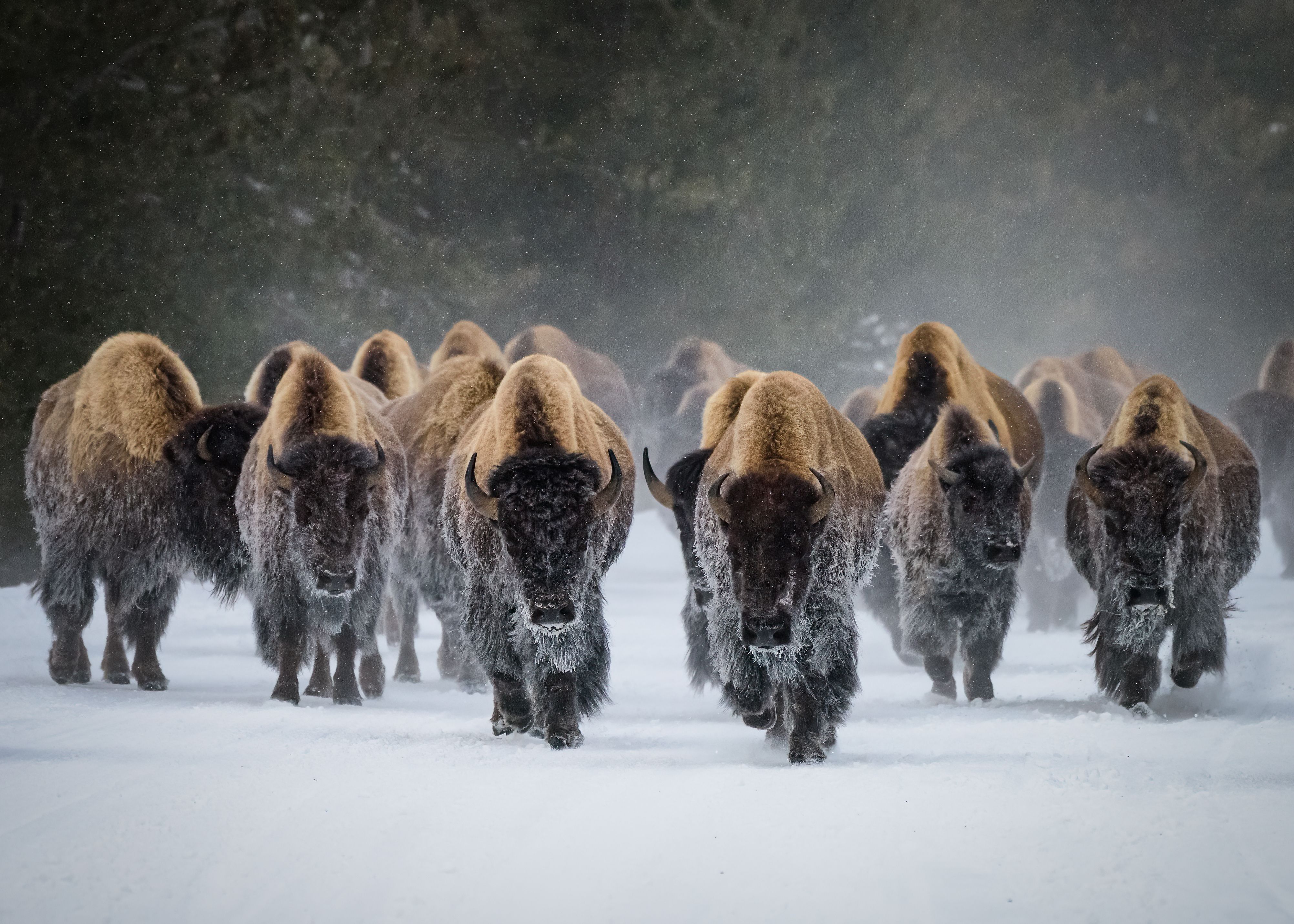 buffalo winter