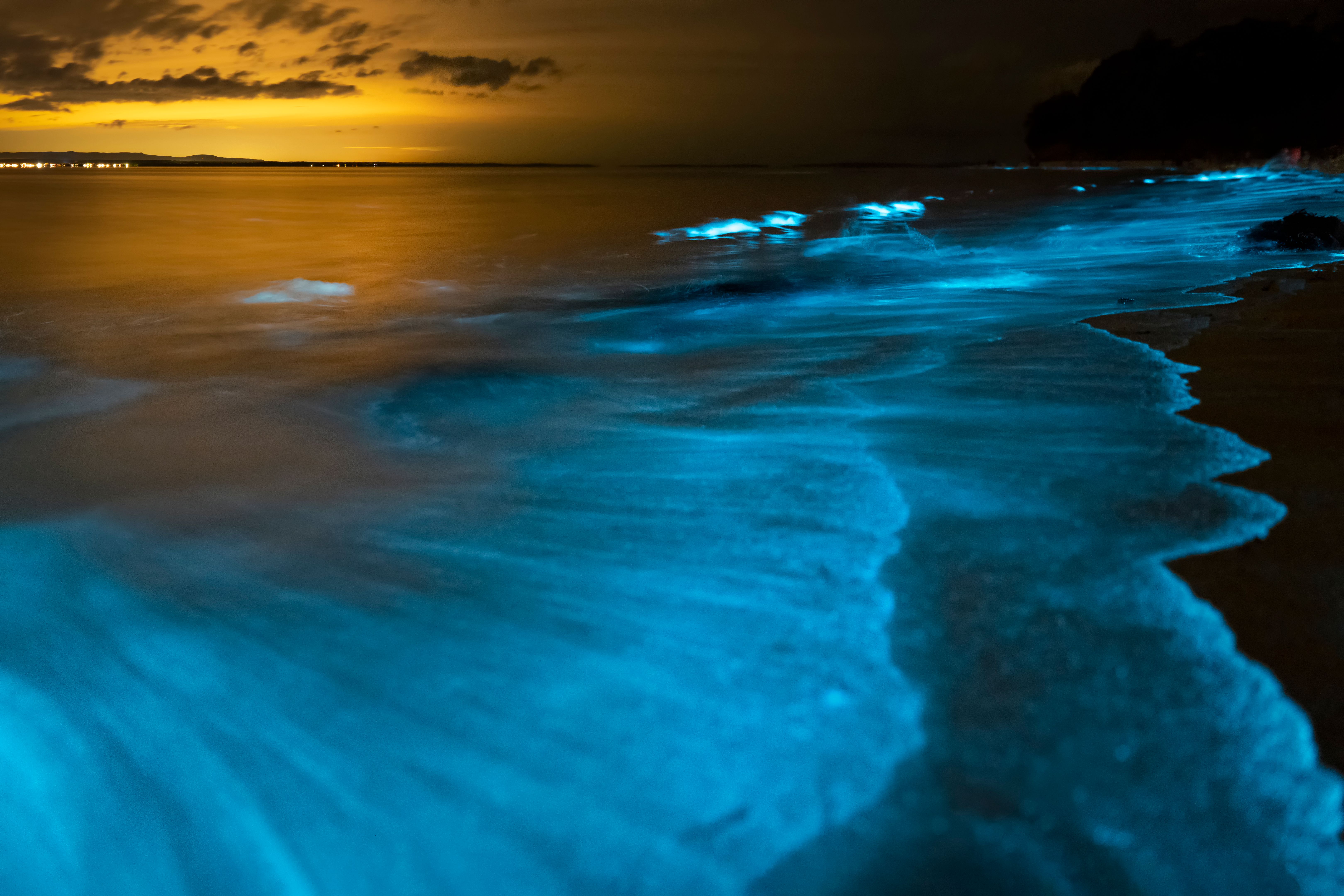 bioluminescent bay