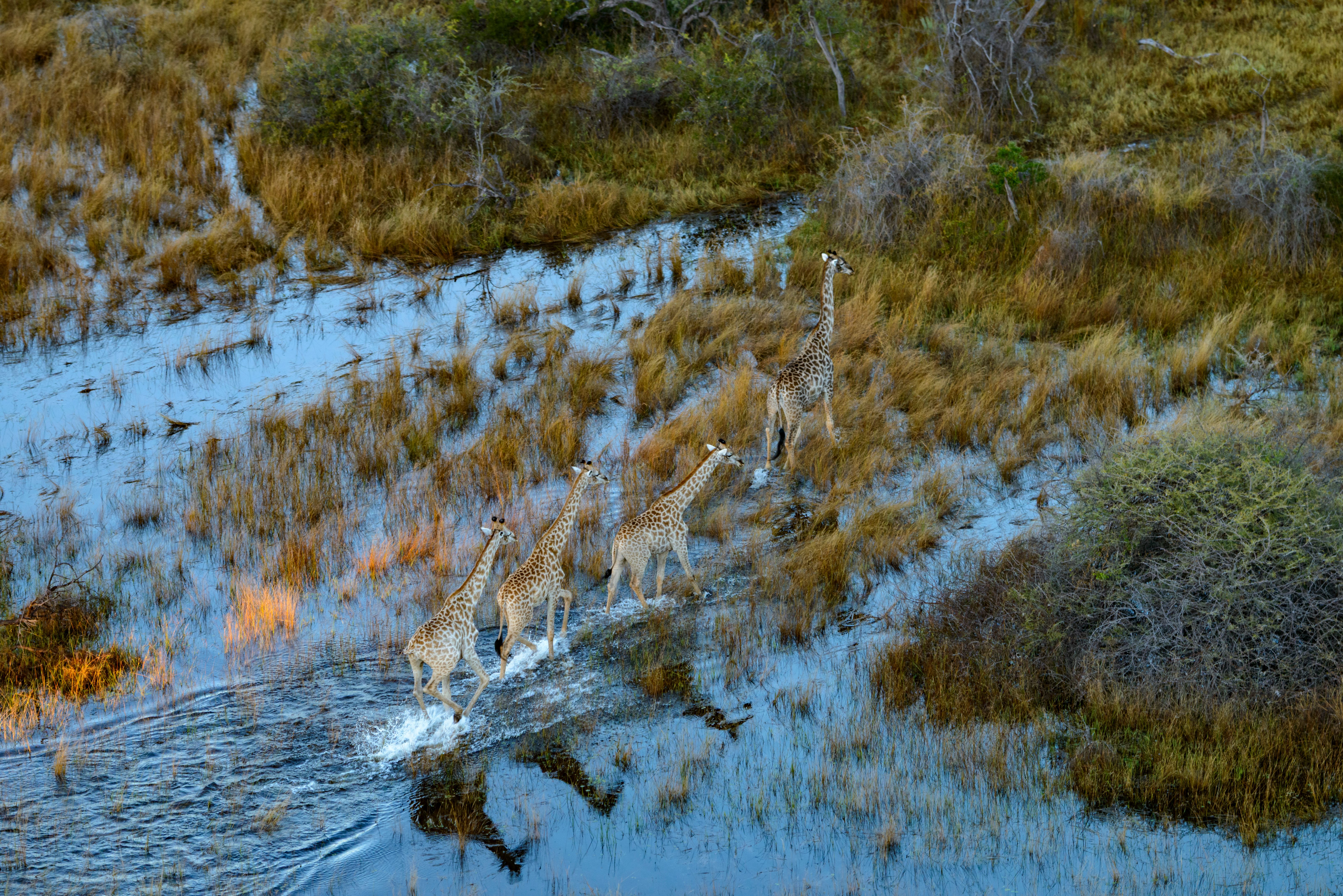 okavango delta
