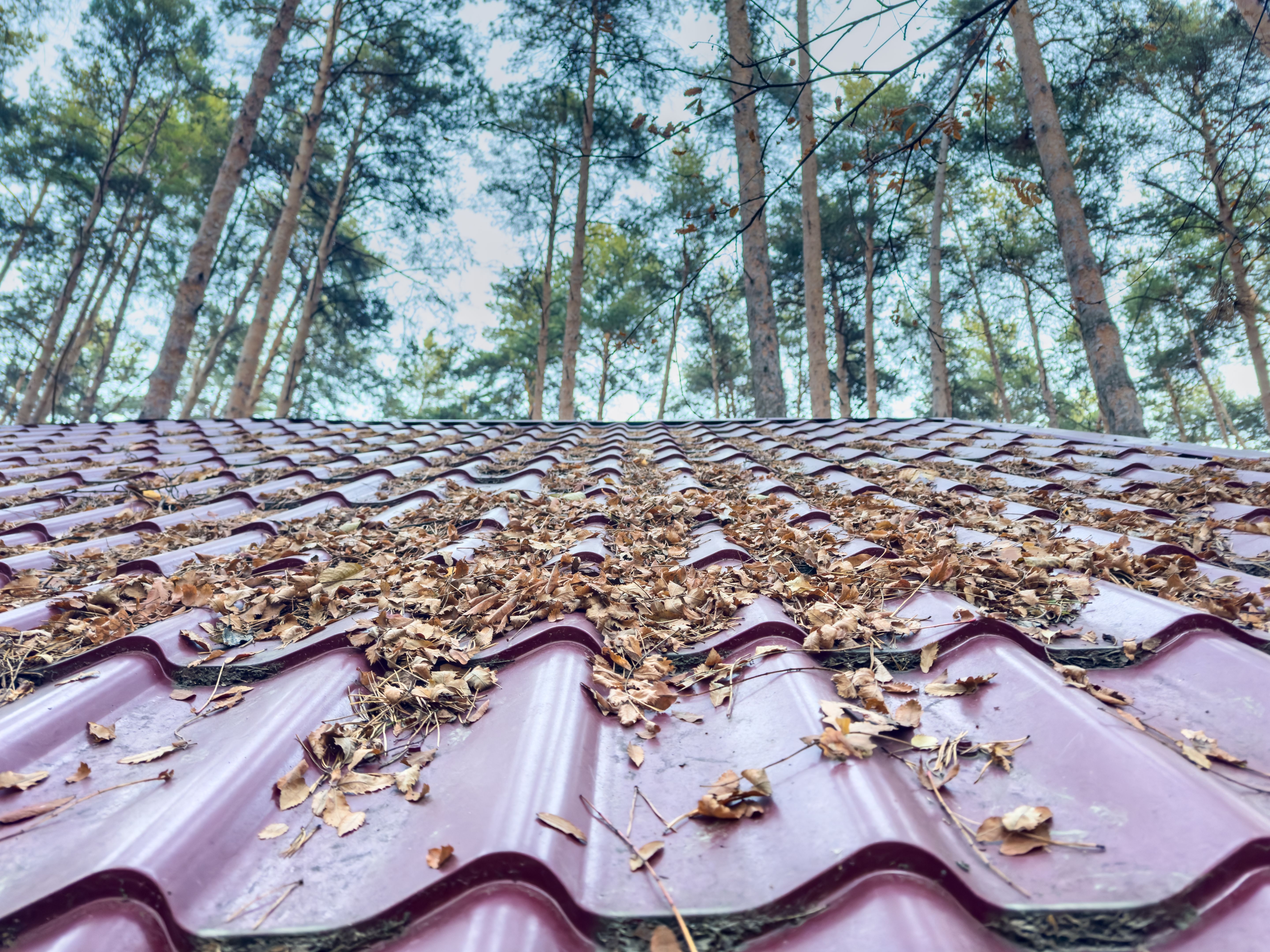 fall roof leaves