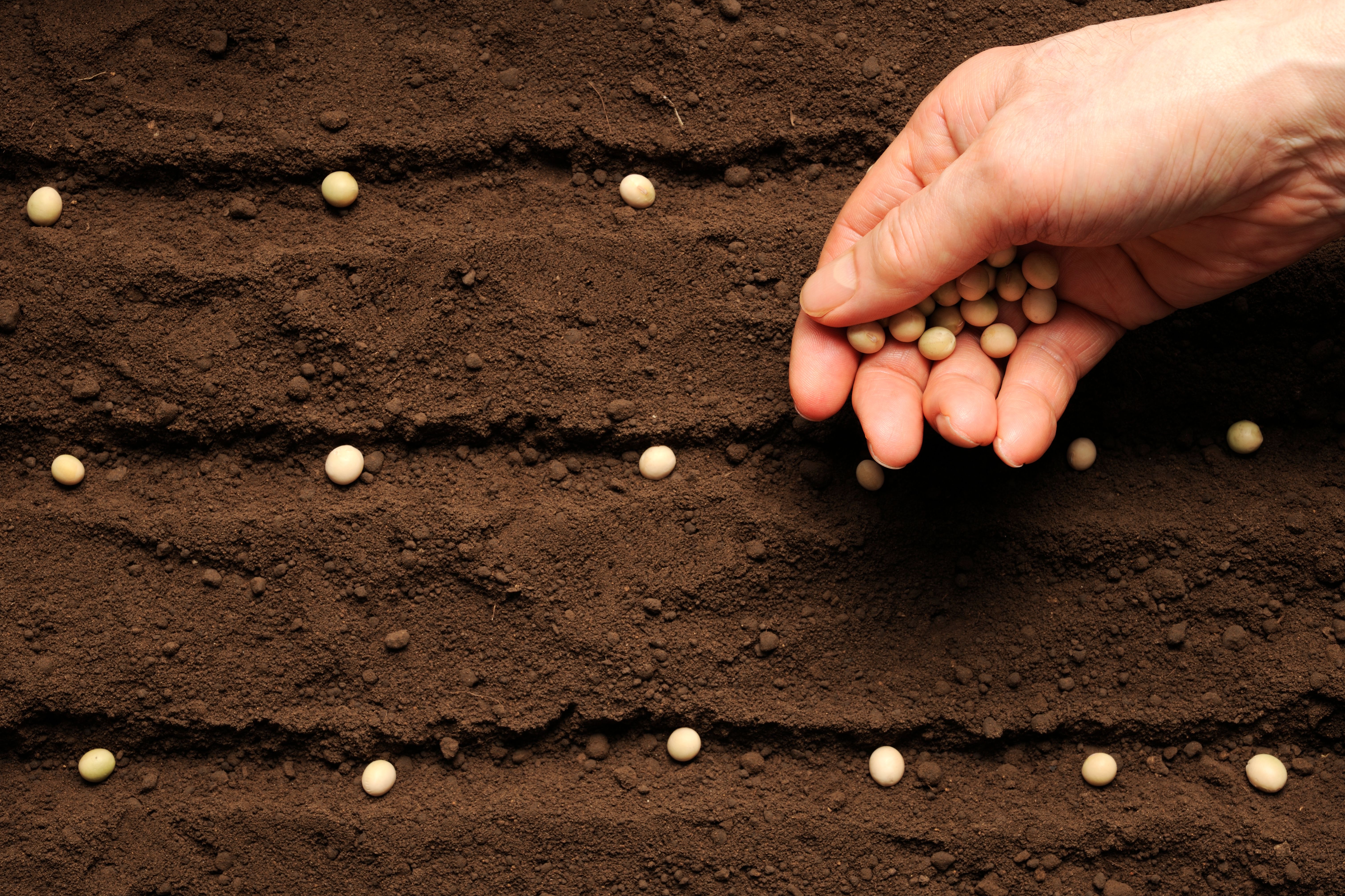planting seeds