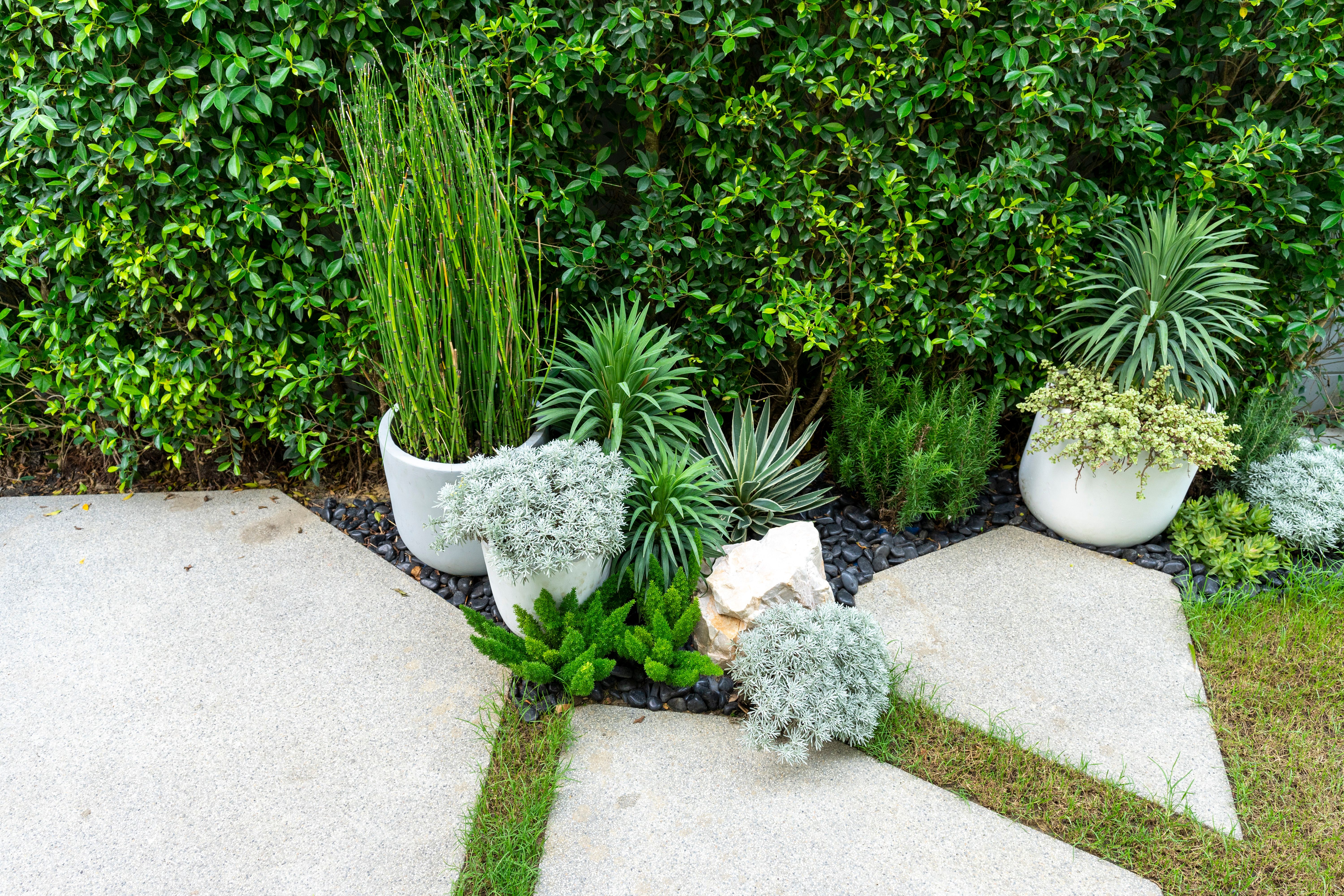 low maintenance plants