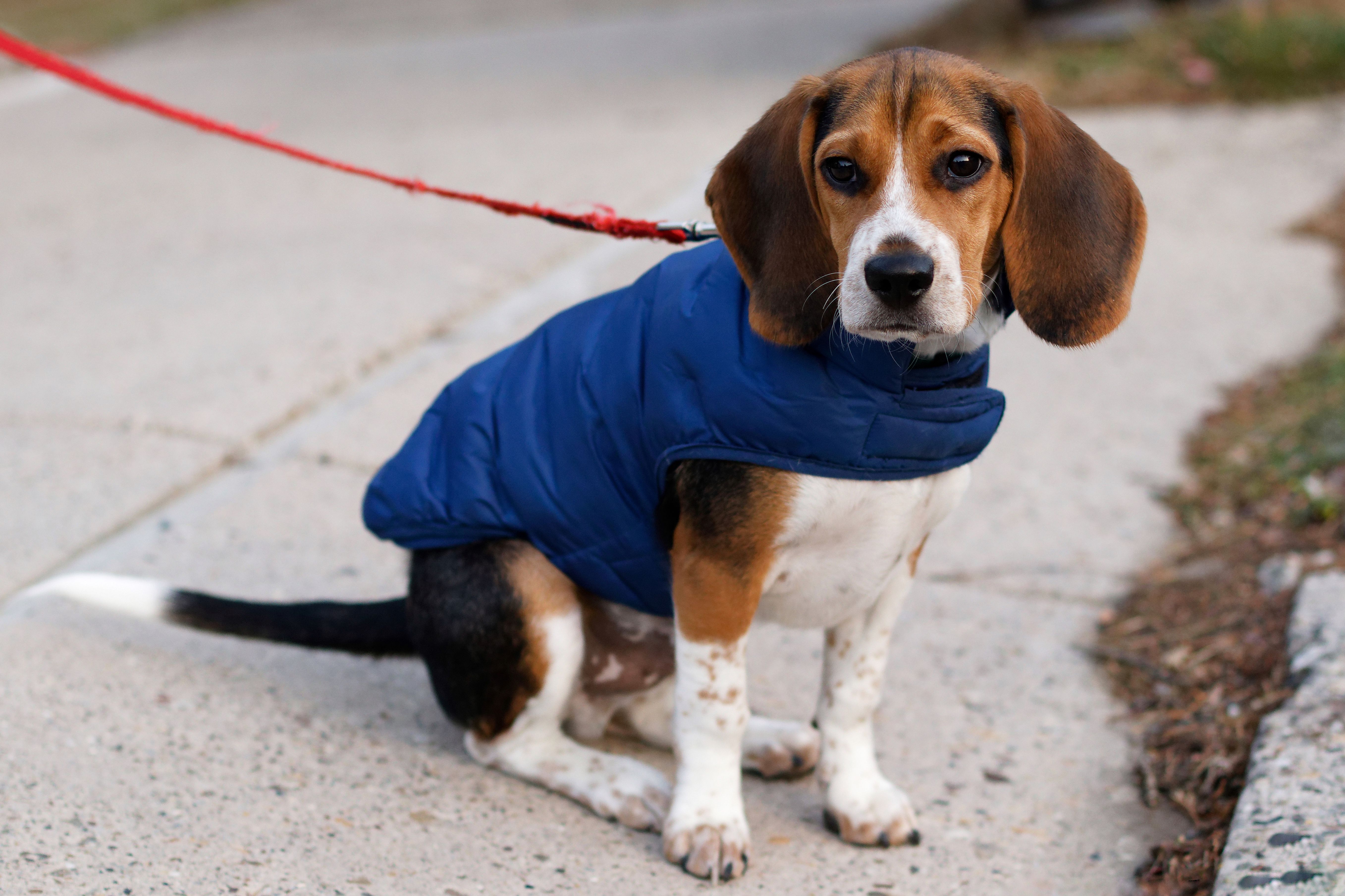 dog in winter coat