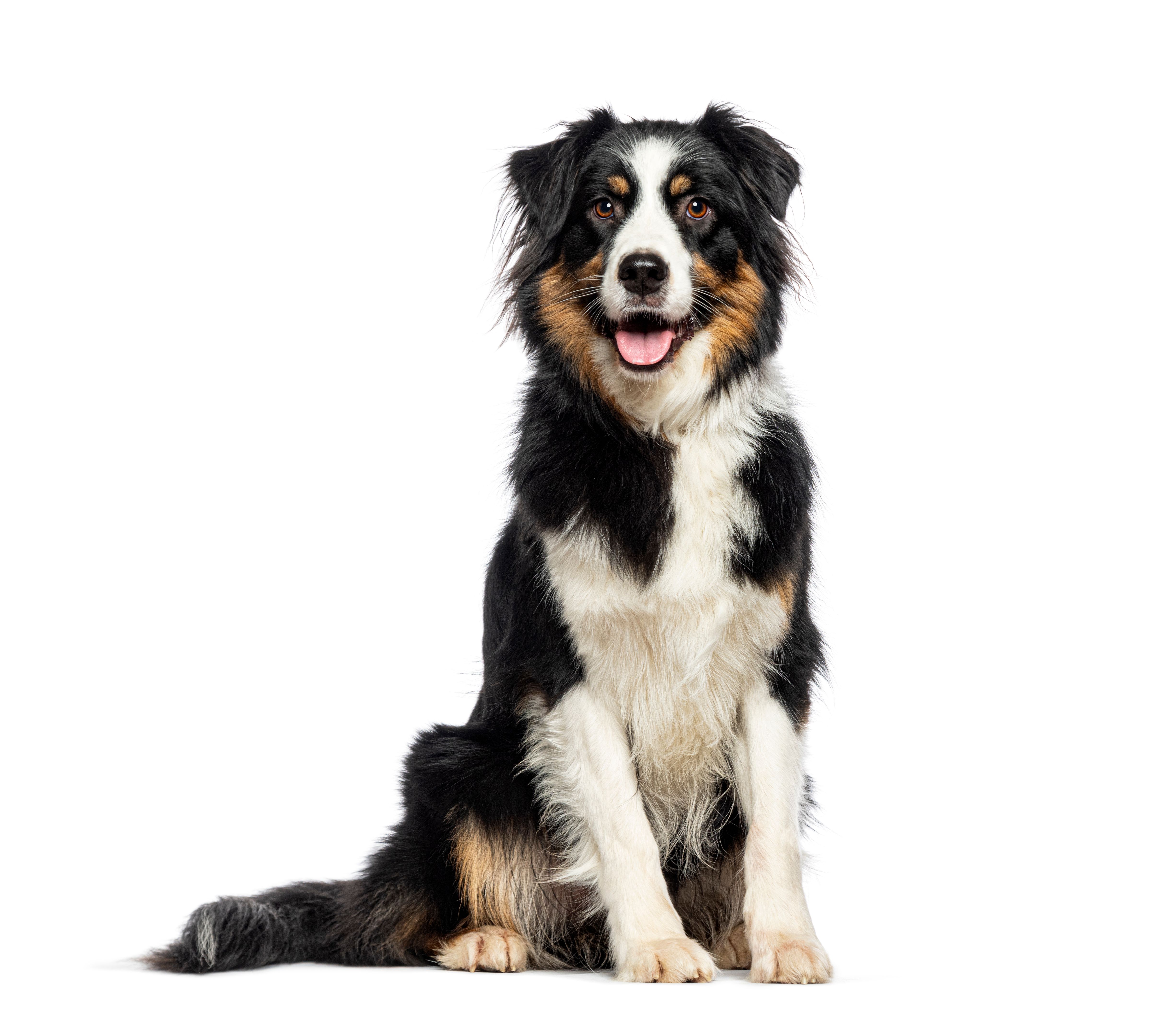 australian shepherd