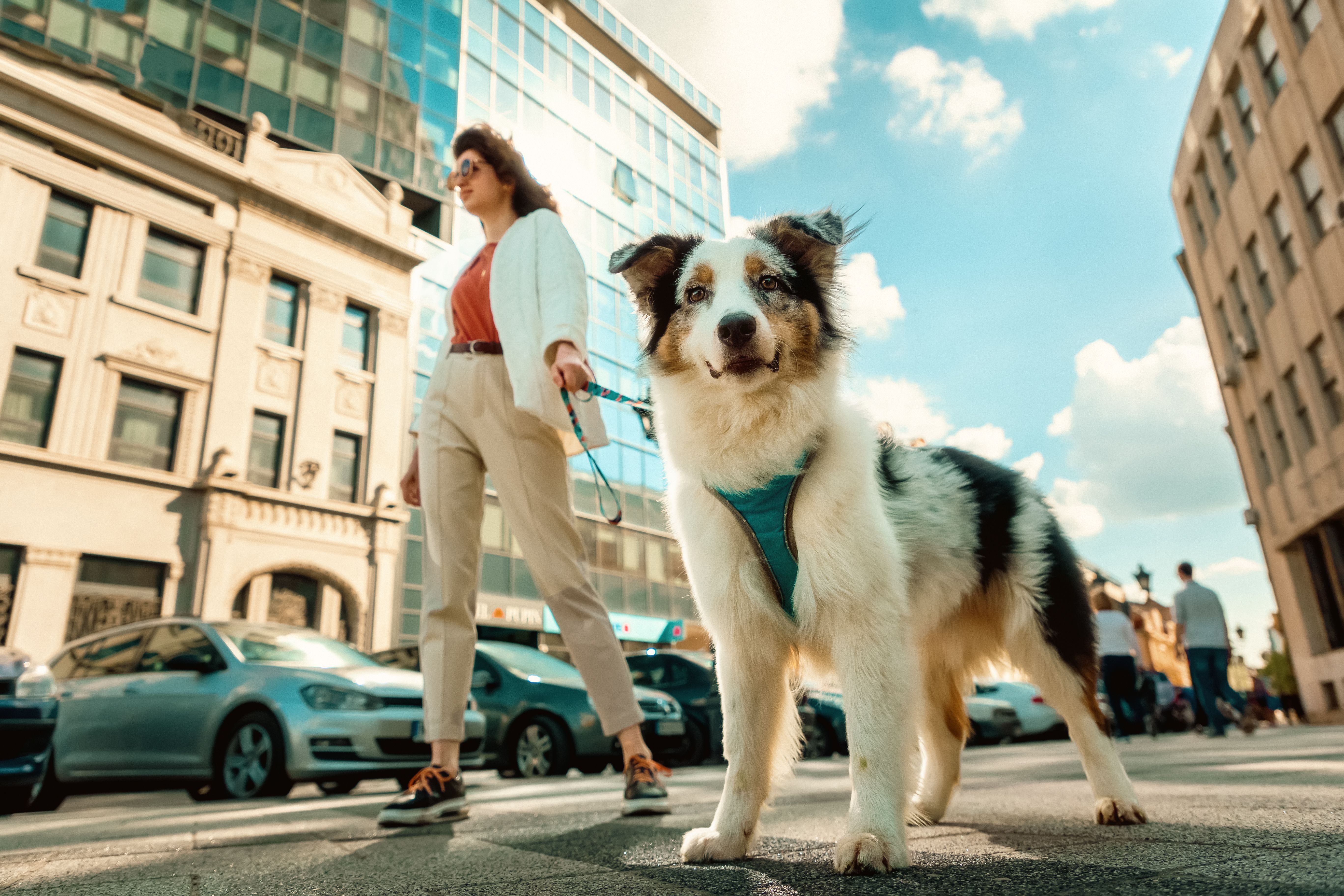 australian shepherd city