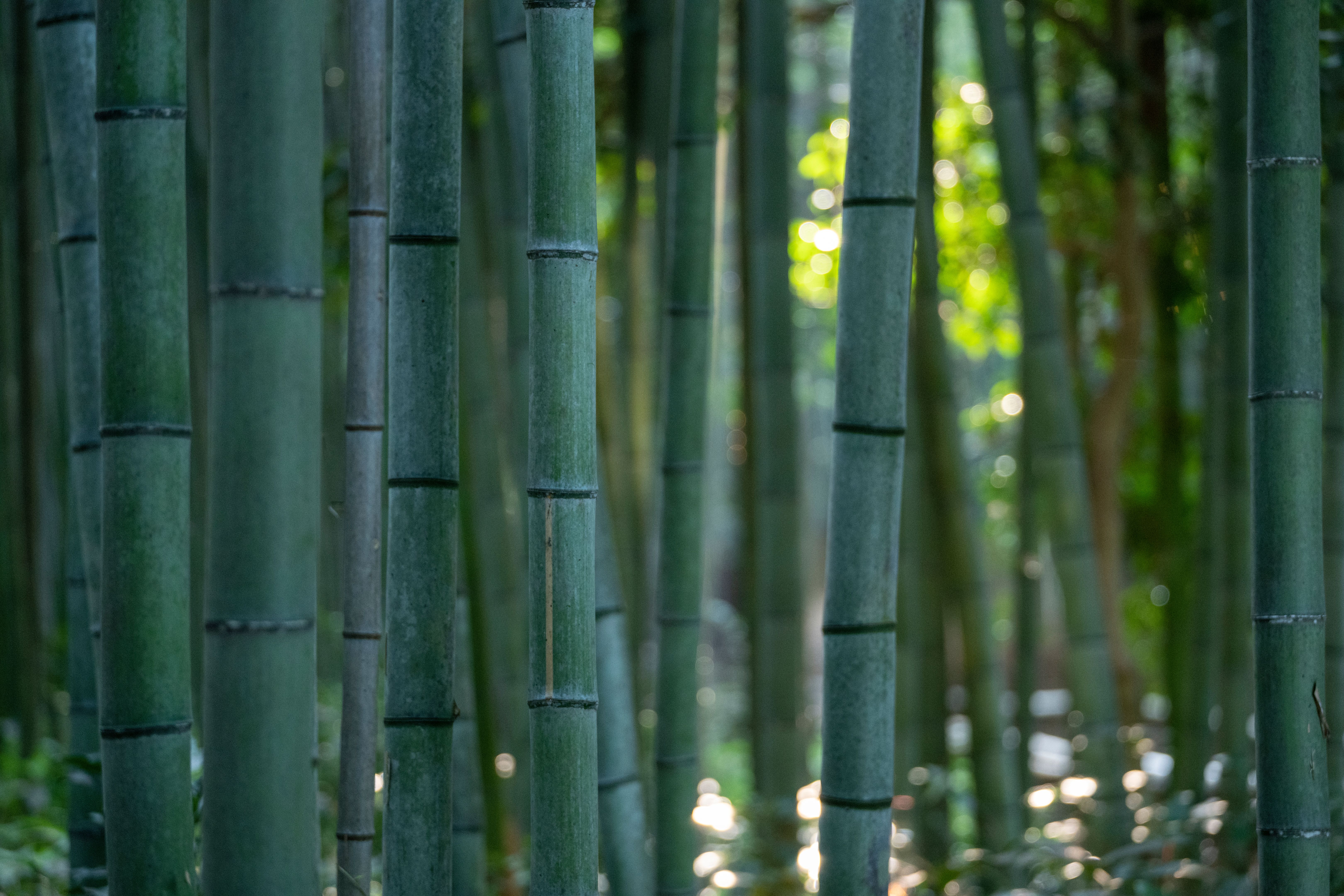 kyoto bamboo grove