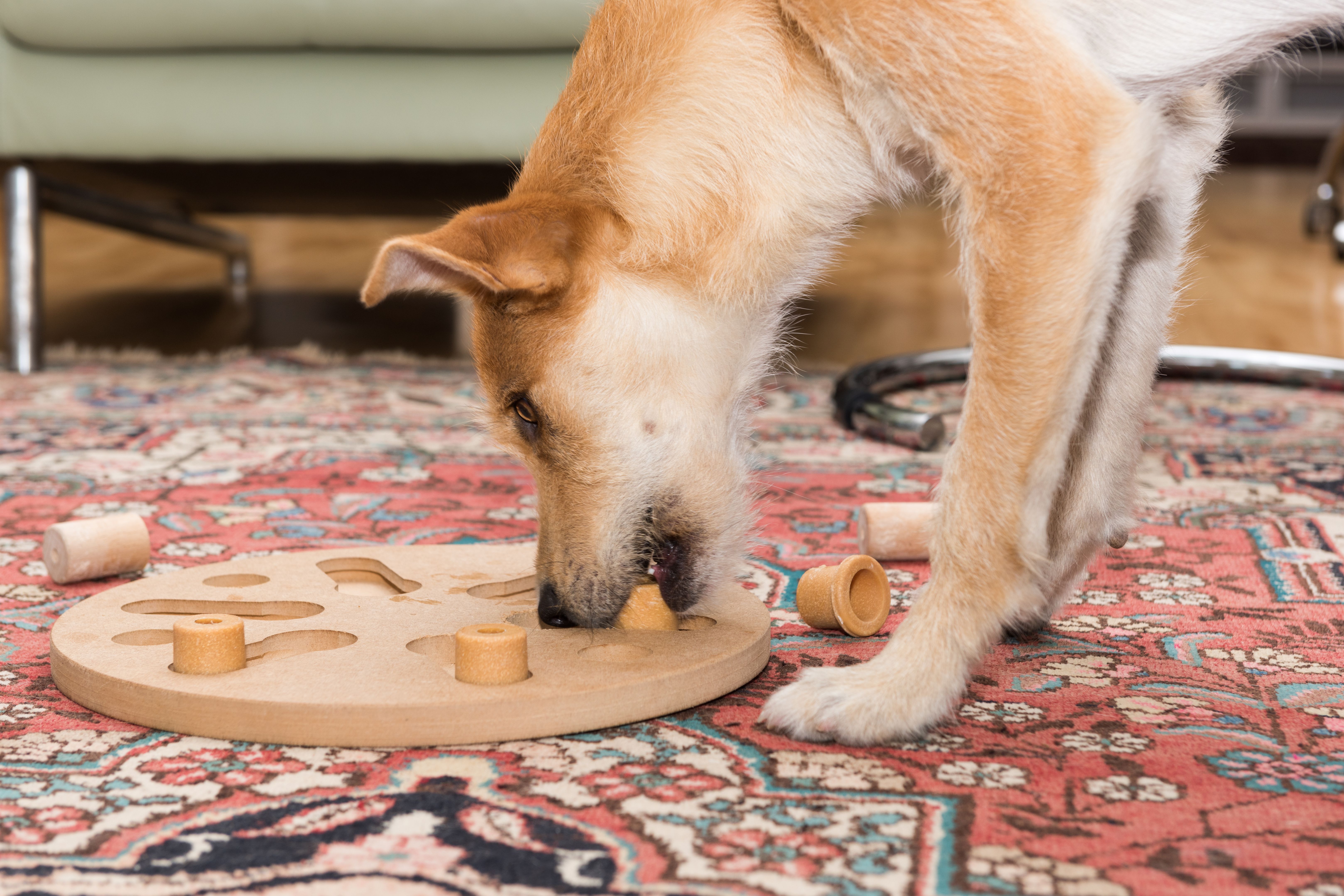 dog puzzle