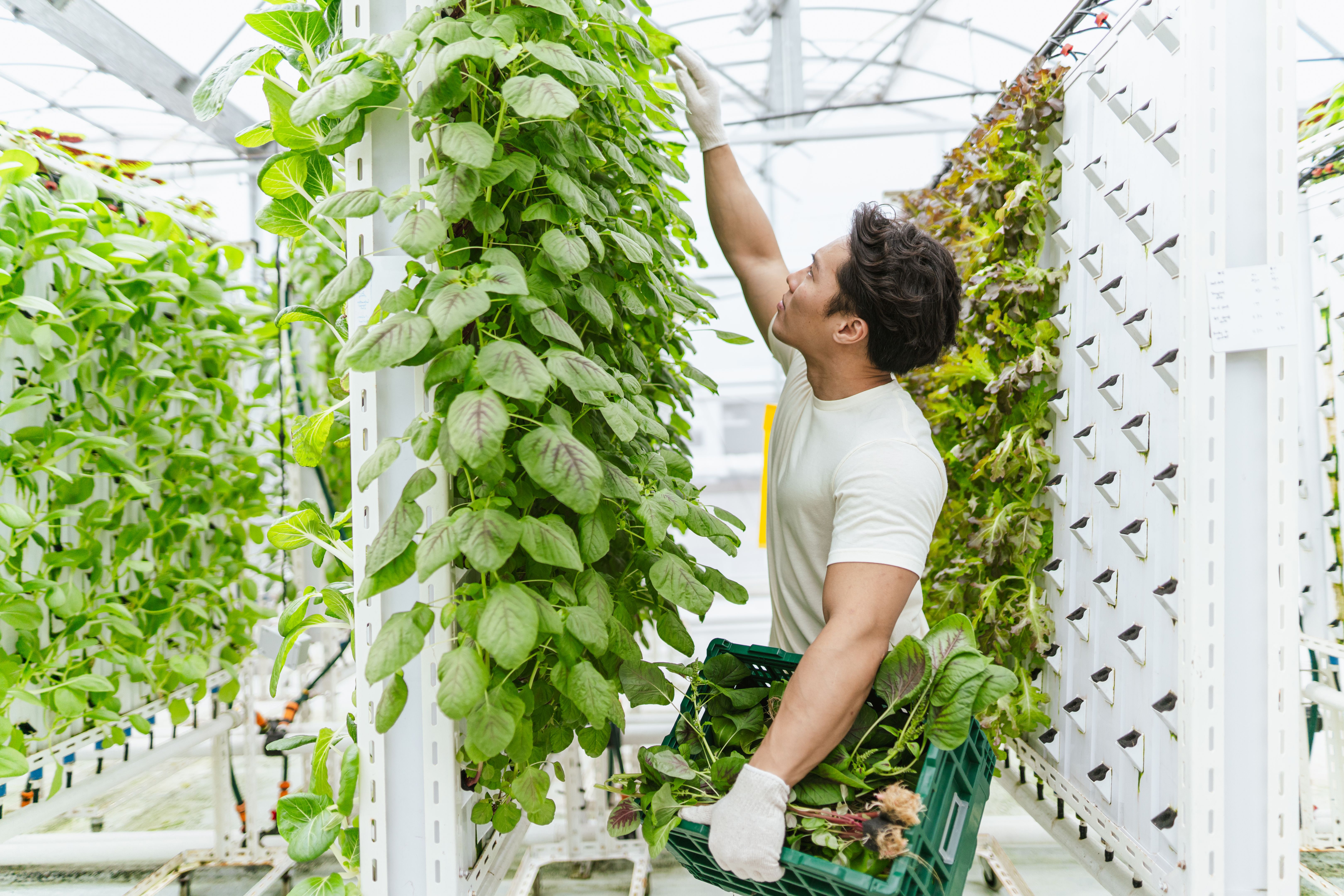 vertical farm