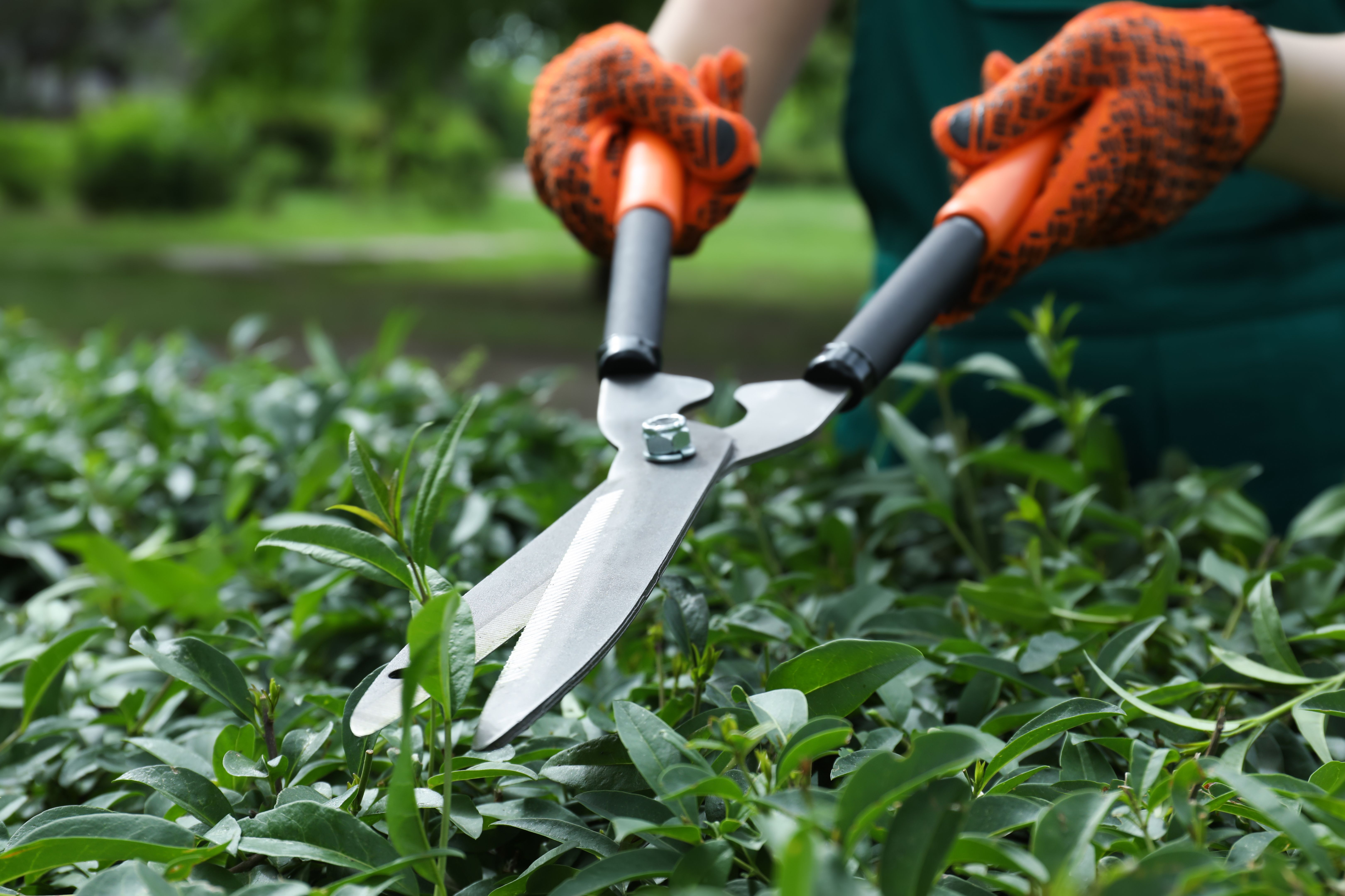 pruning shrubs