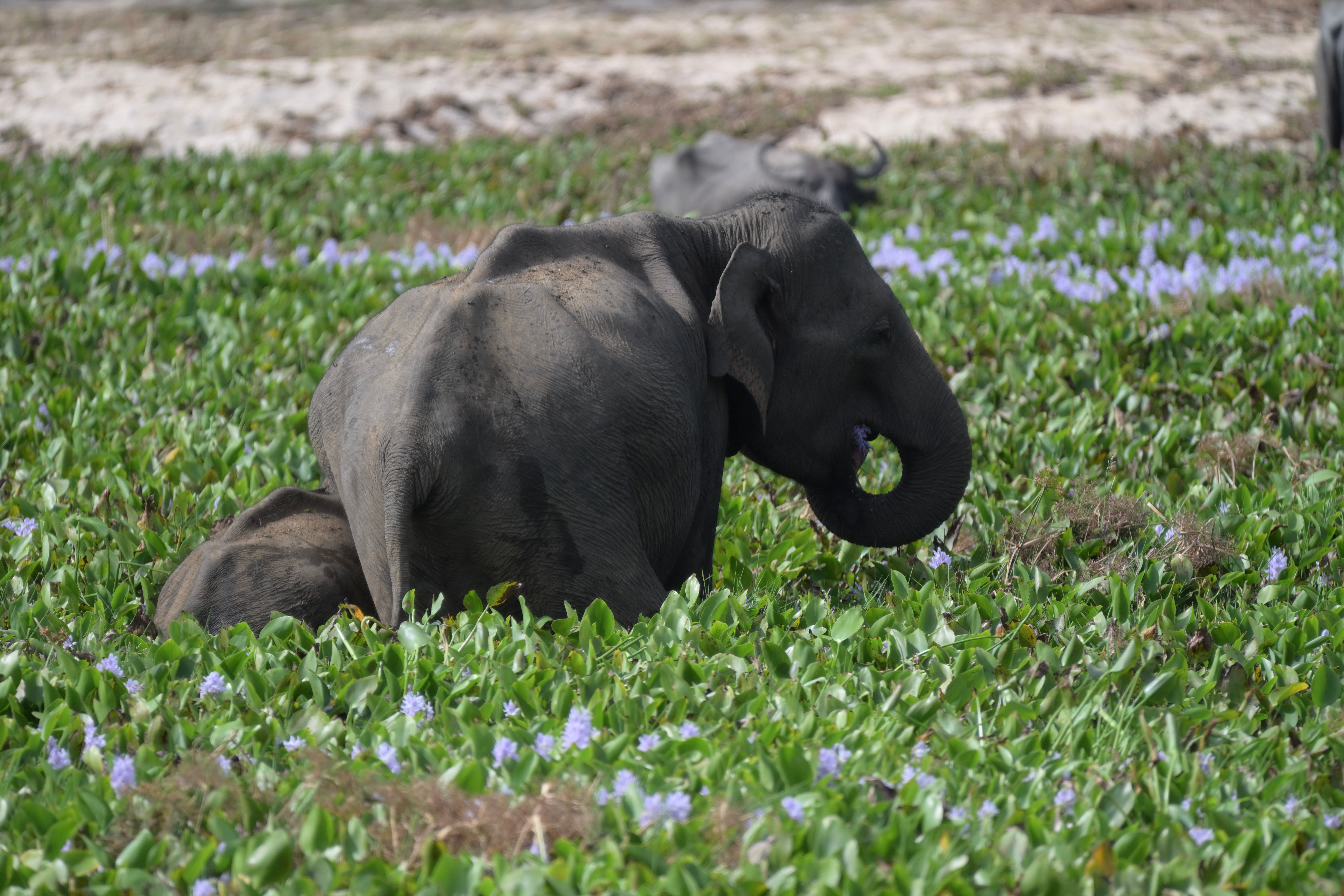 sri lanka landscape
