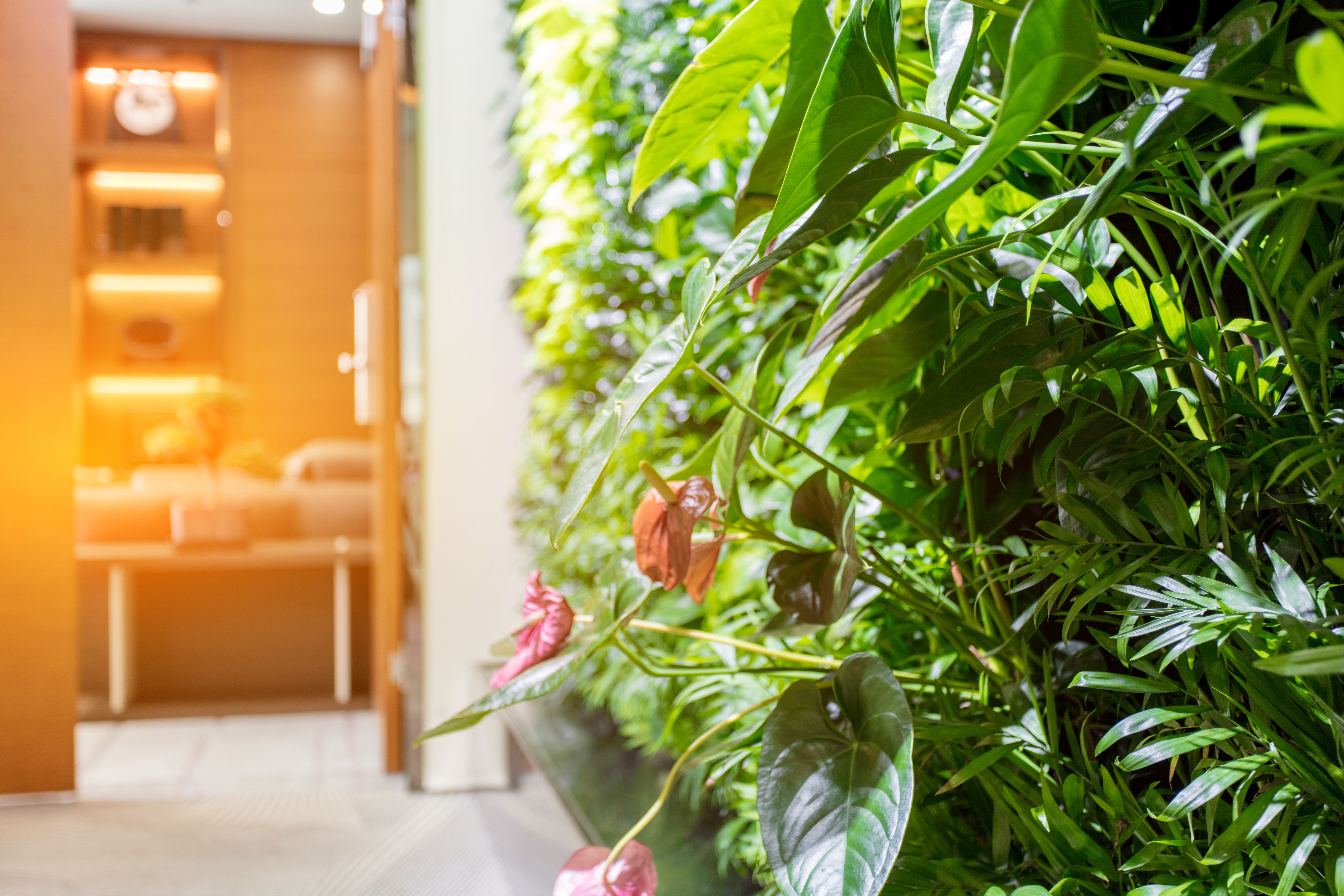 Green plants on the walls of the office Green plants on the walls of the office