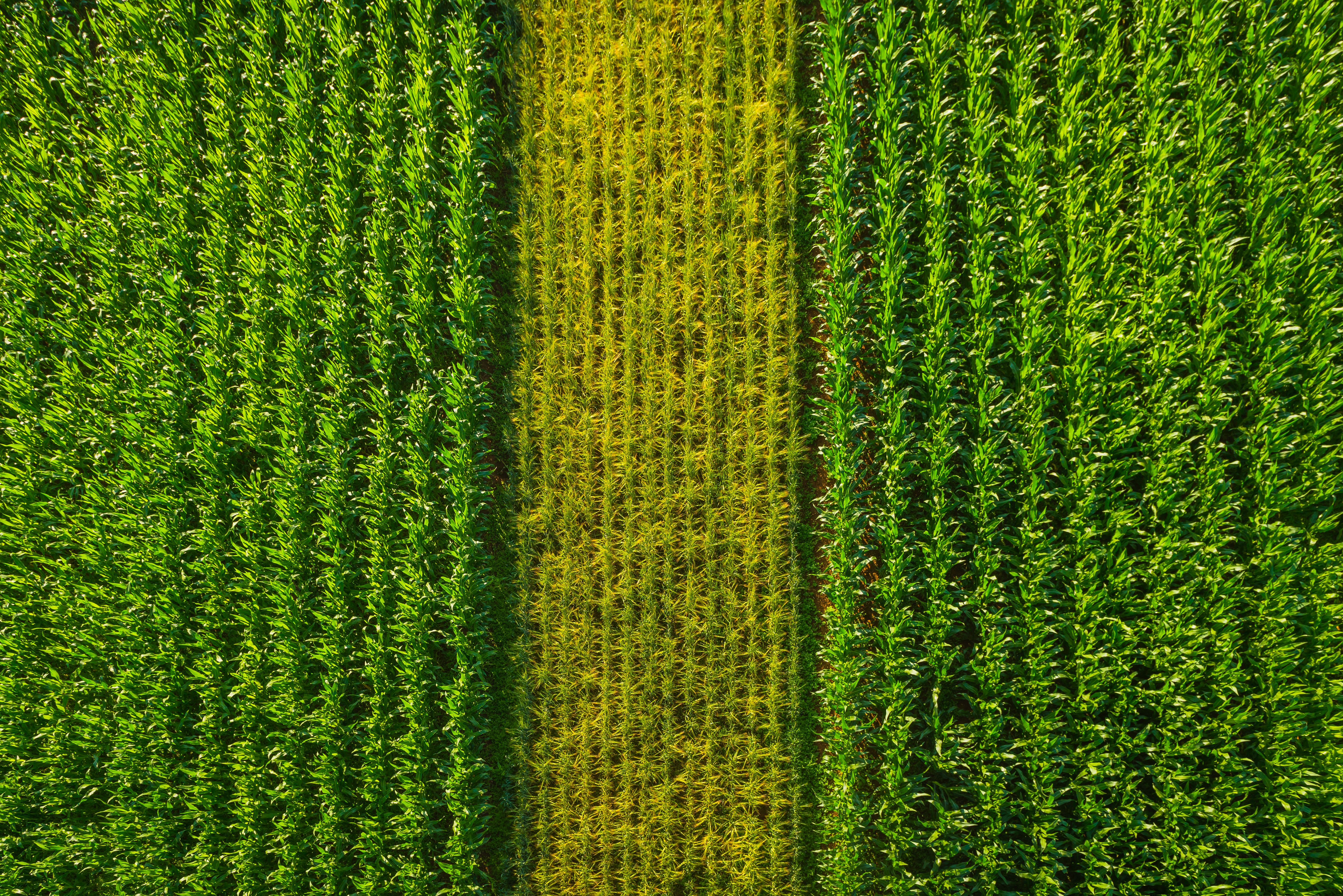corn field