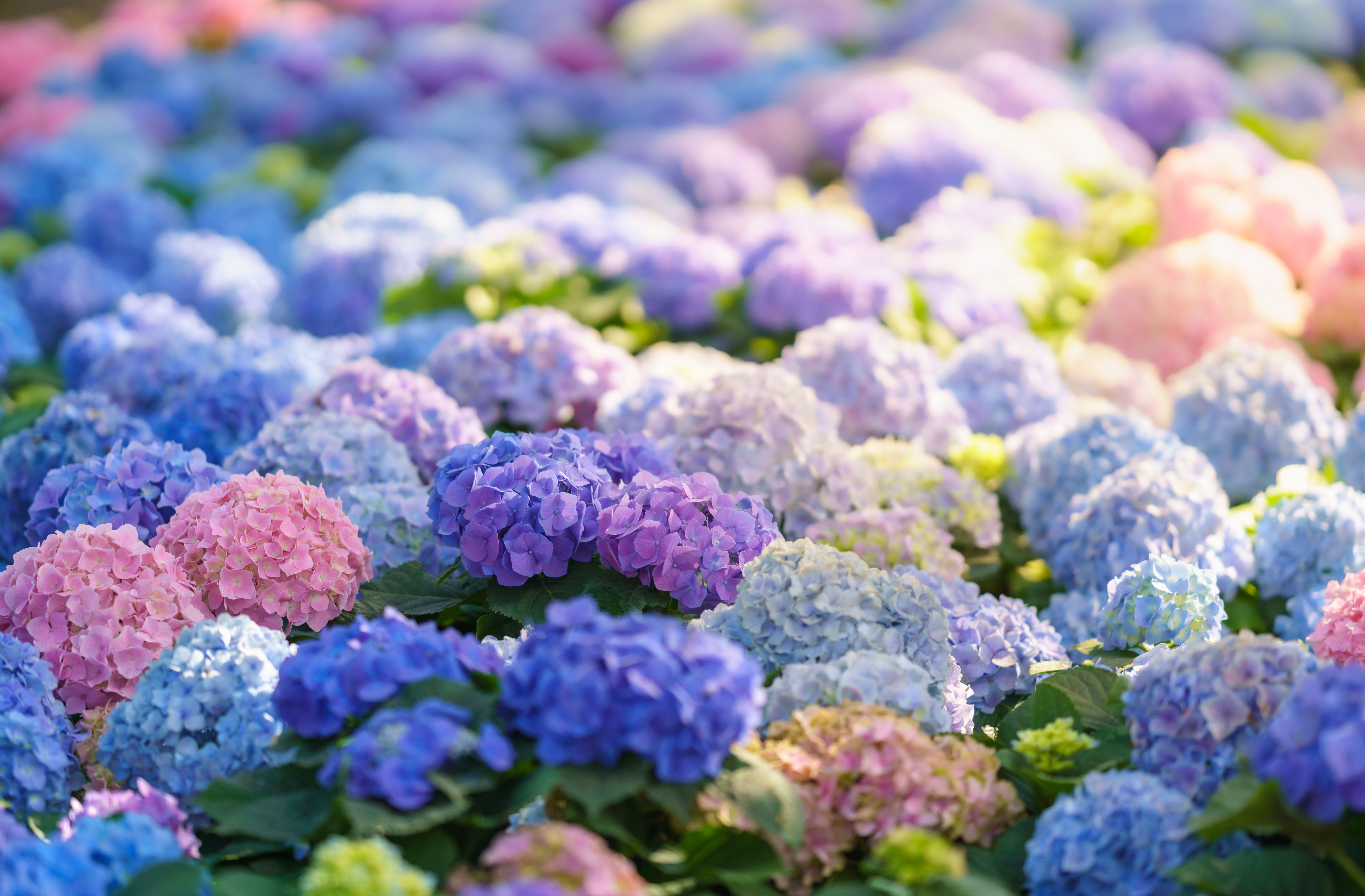 Closeup of field of colorful Hydrangea flower under sunlight with copy space  background natural green plants landscape, ecology wallpaper cover page concept.