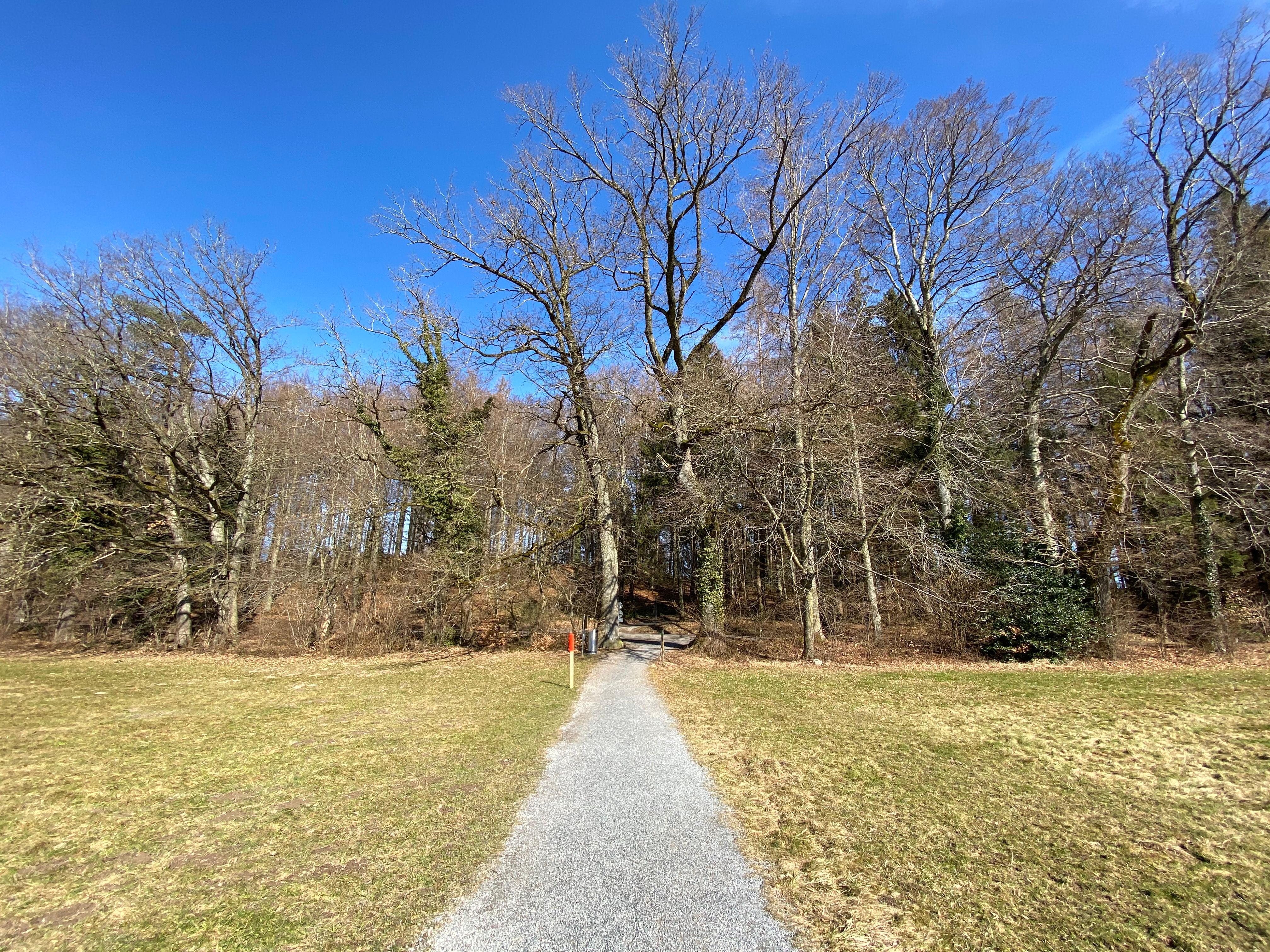 autumn forest horgen