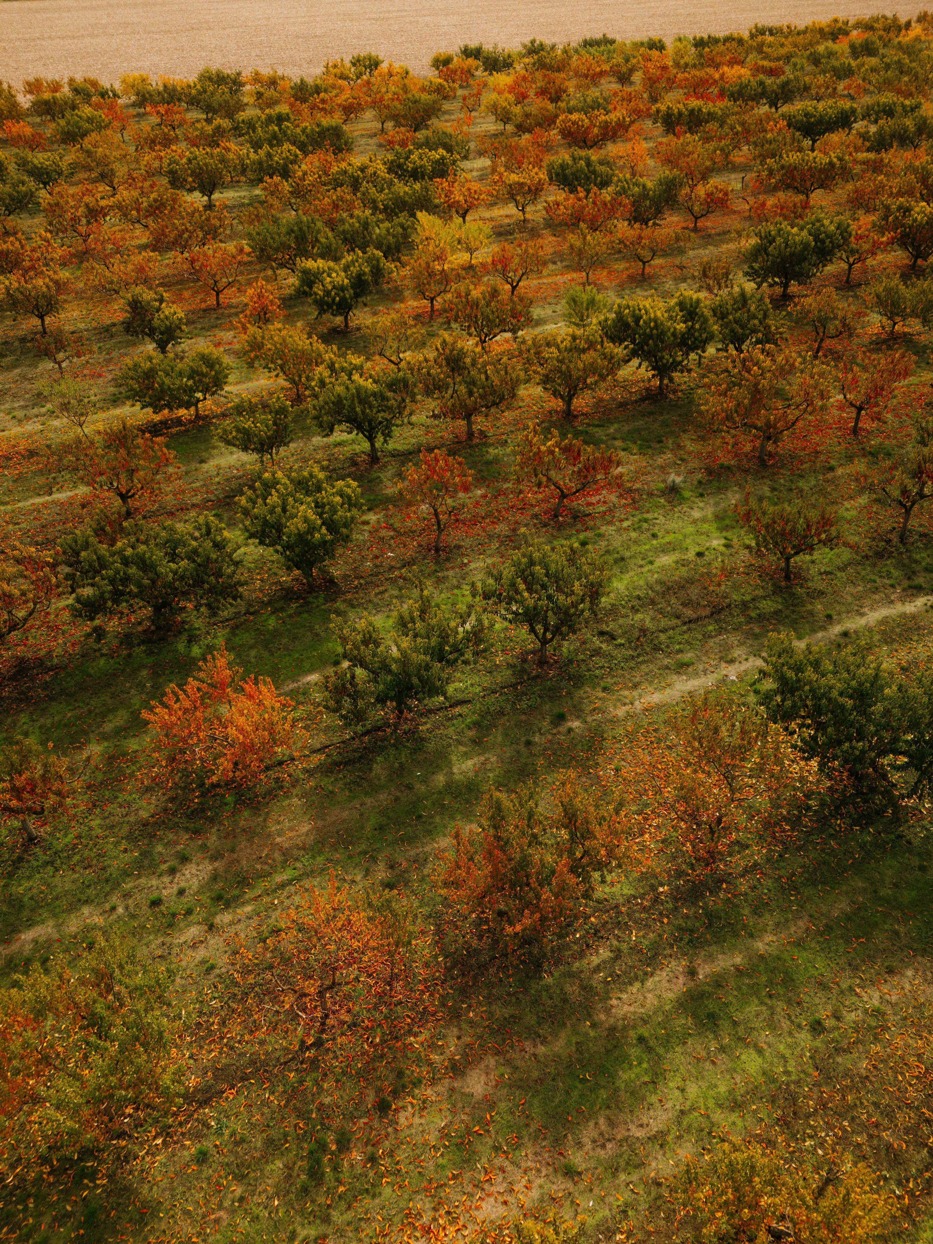 seasonal changes orchard